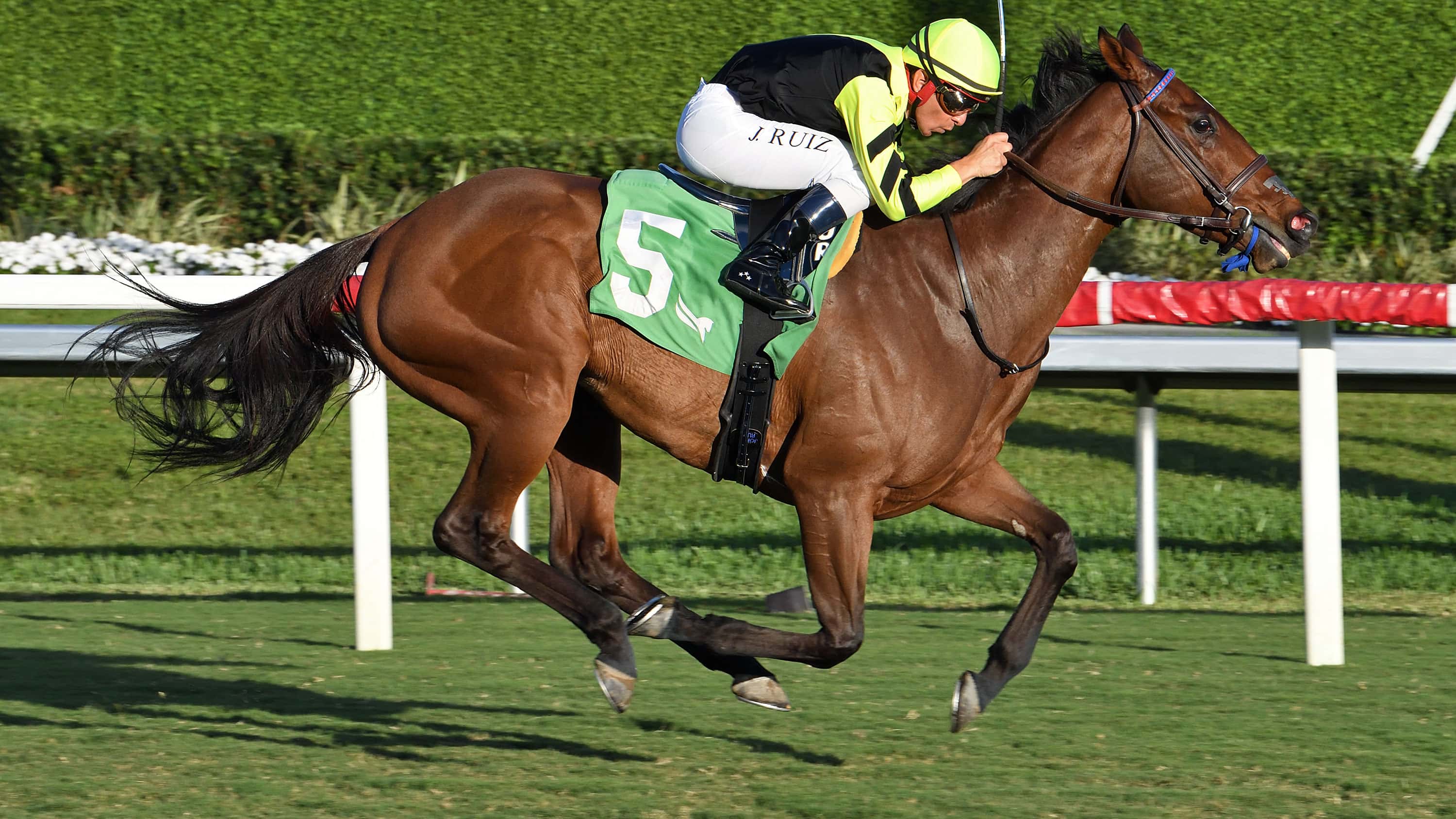 No Show Sammy Jo Cruises in Via Borghese