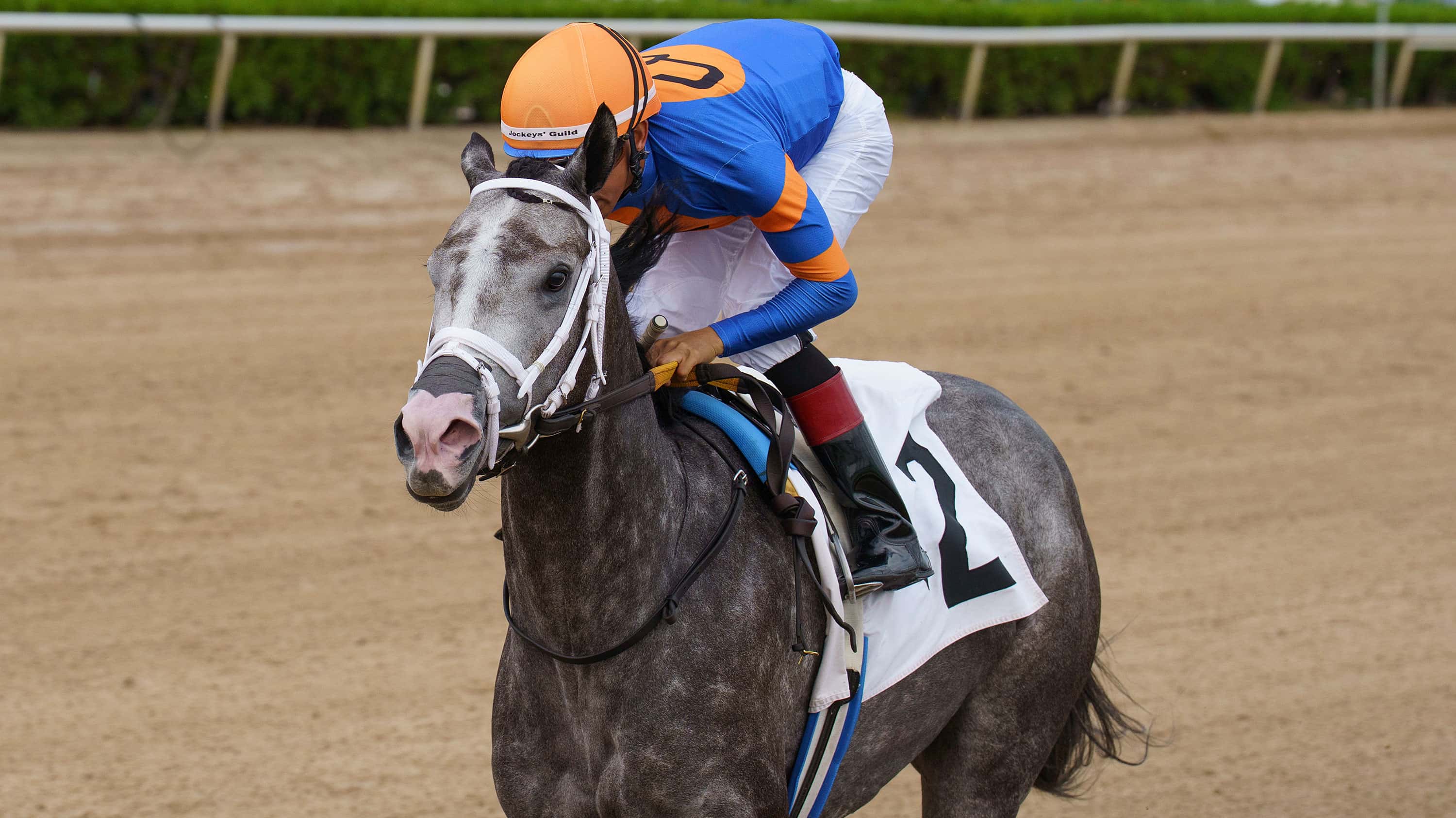 Graded Stakes Winner Haulin Ice Tries Turf in Abundantia