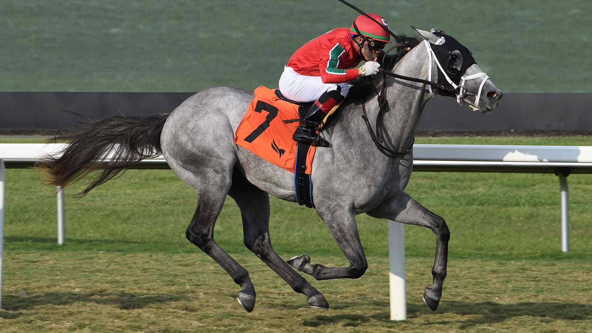 Gabaldon-the-Royal-Palm-Juvenile2