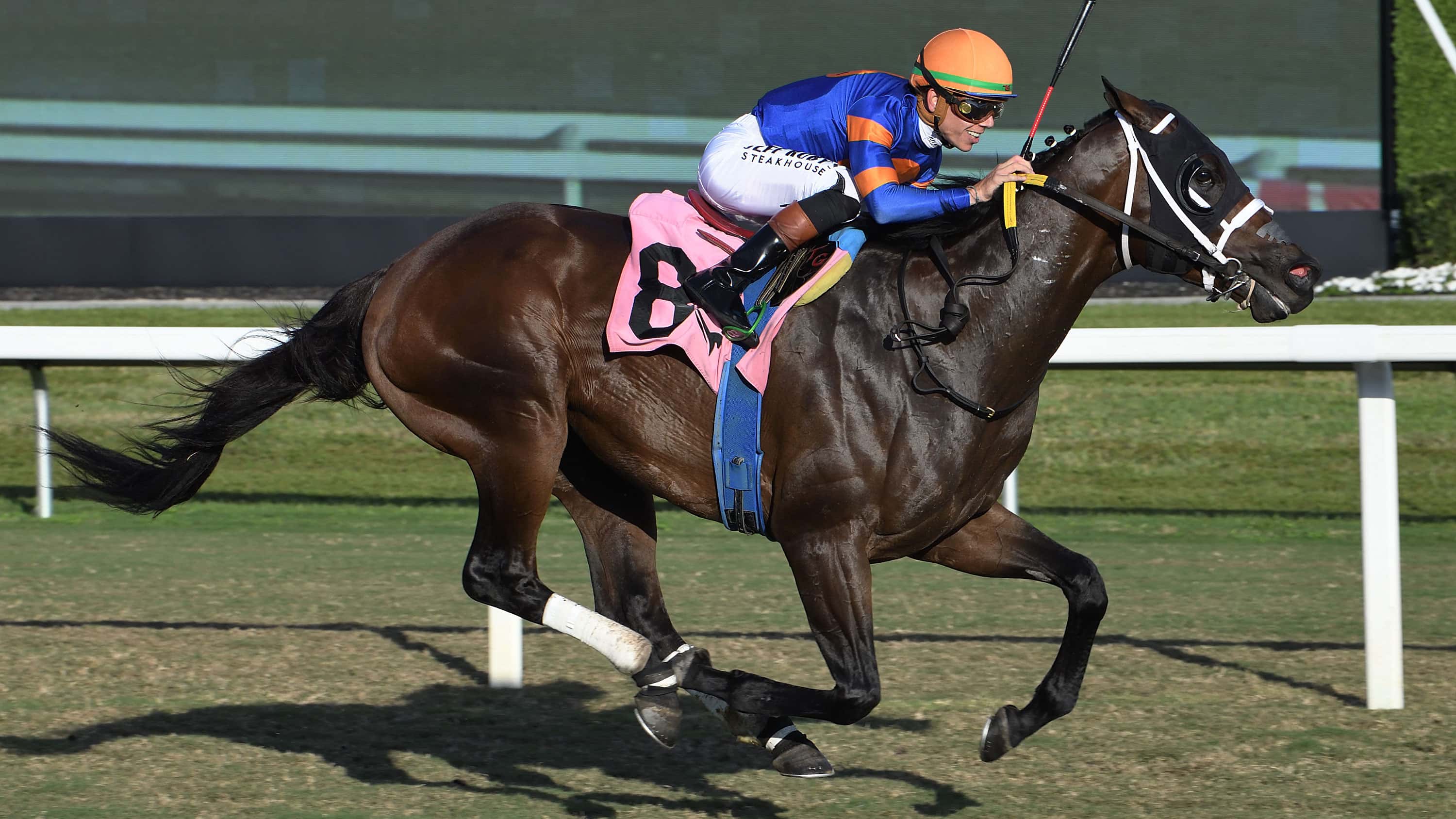 Neoequos Takes to the Turf in Sunshine Turf Win