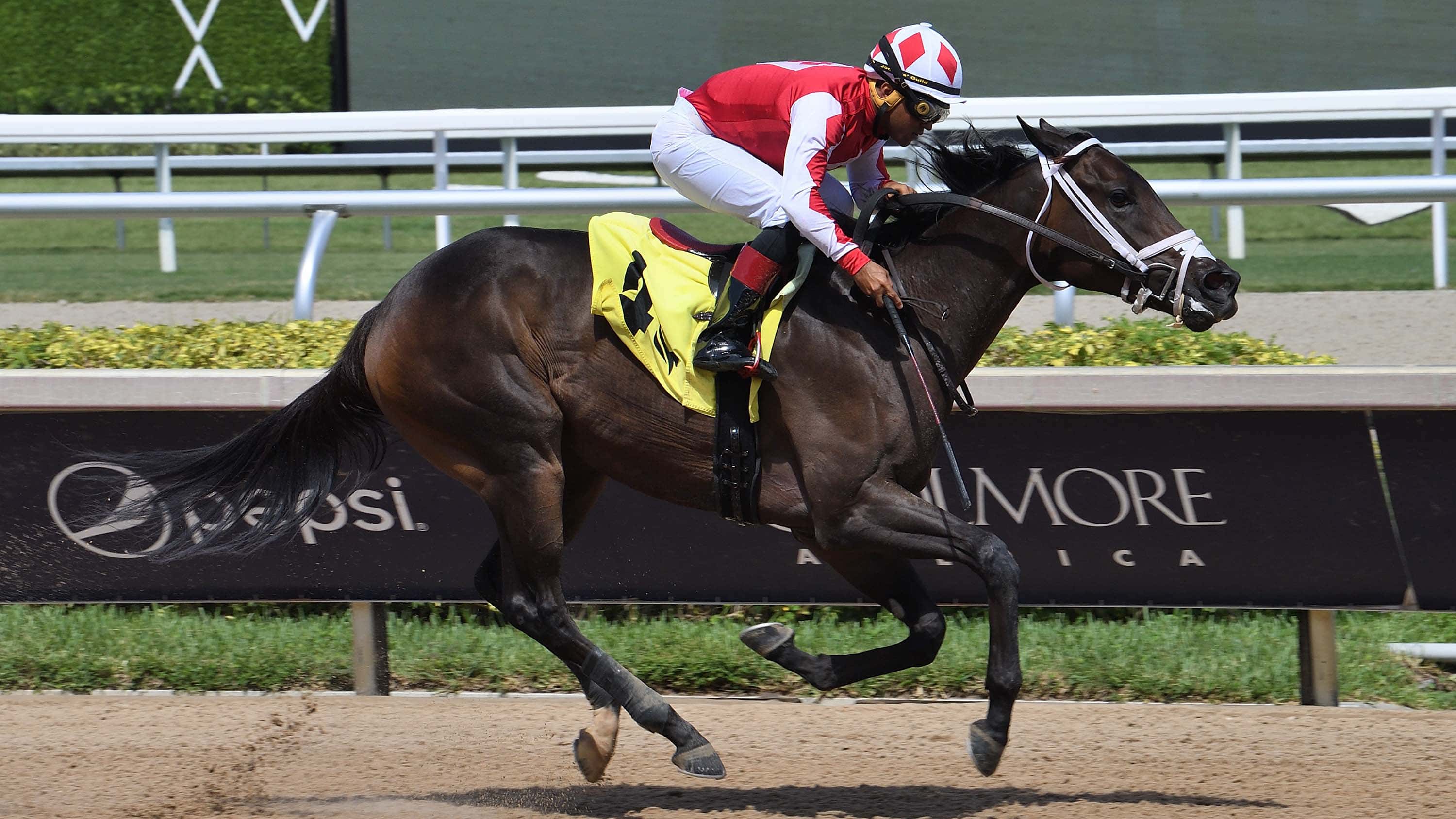 Win-N-Your-In-the-Sharp-Susan