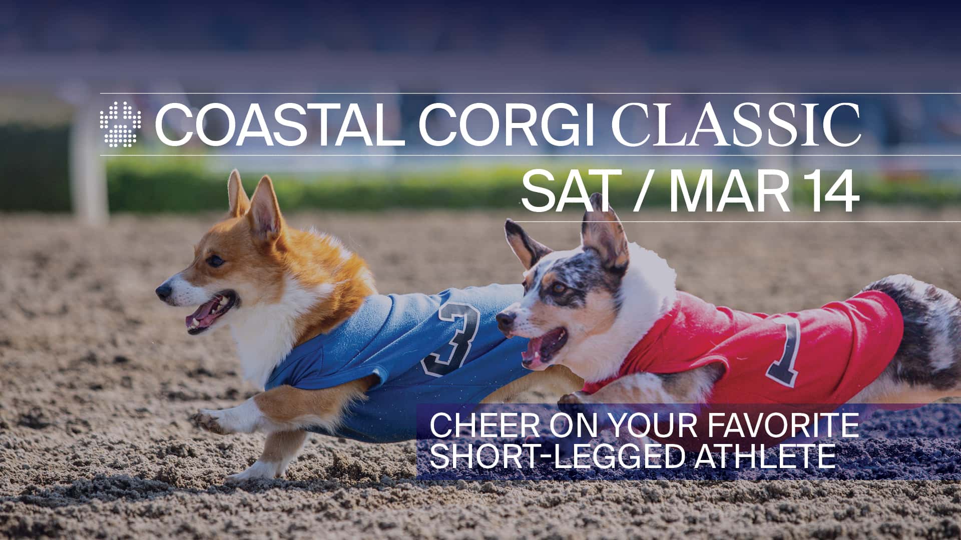 1920x1080 TV-Slate Corgi Coastal SAFE V2 background asset
