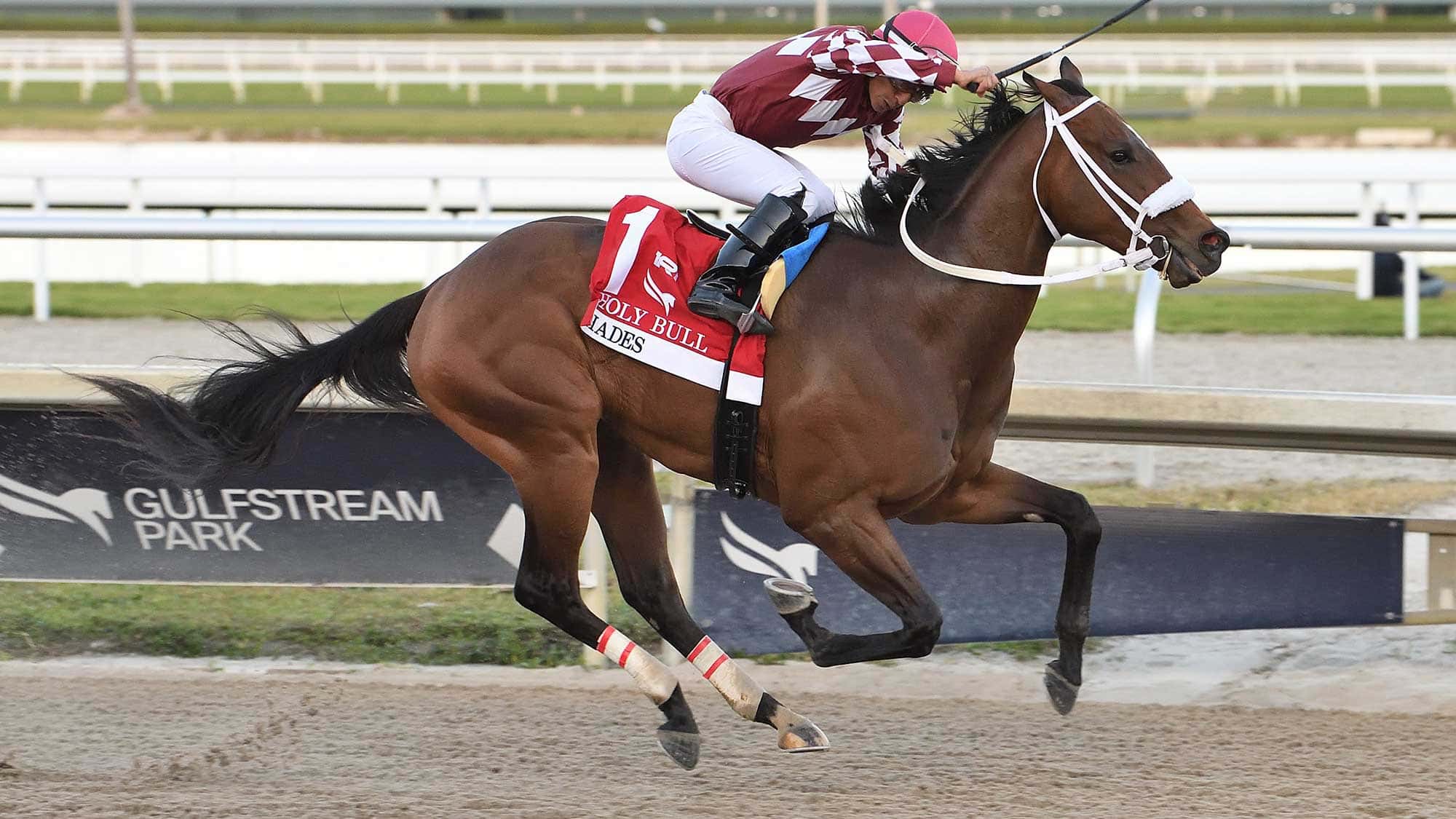 Hades-the-Holy-Bull-4