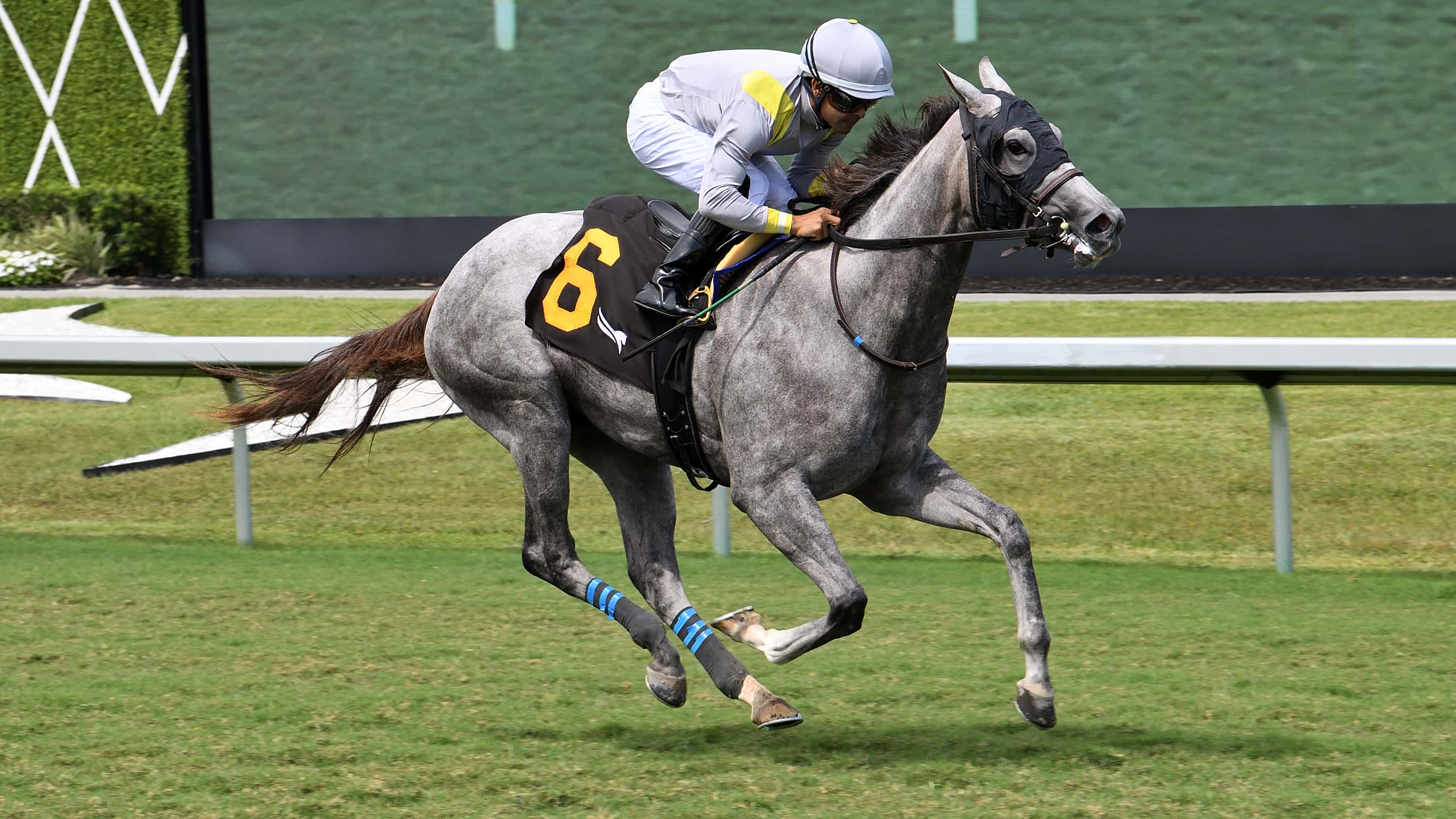 Lennilu-the-Royal-Palm-Fillies2