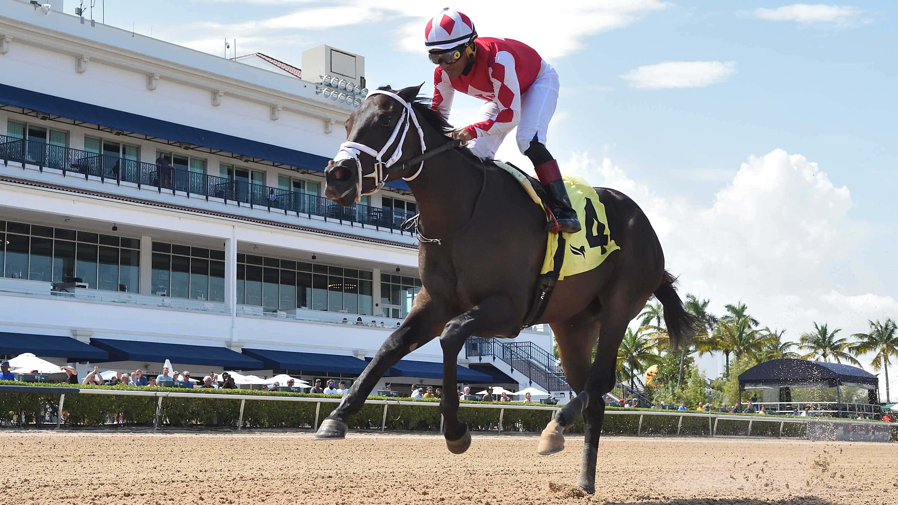 Win-N-Your-In-the-Sharp-Susan-2