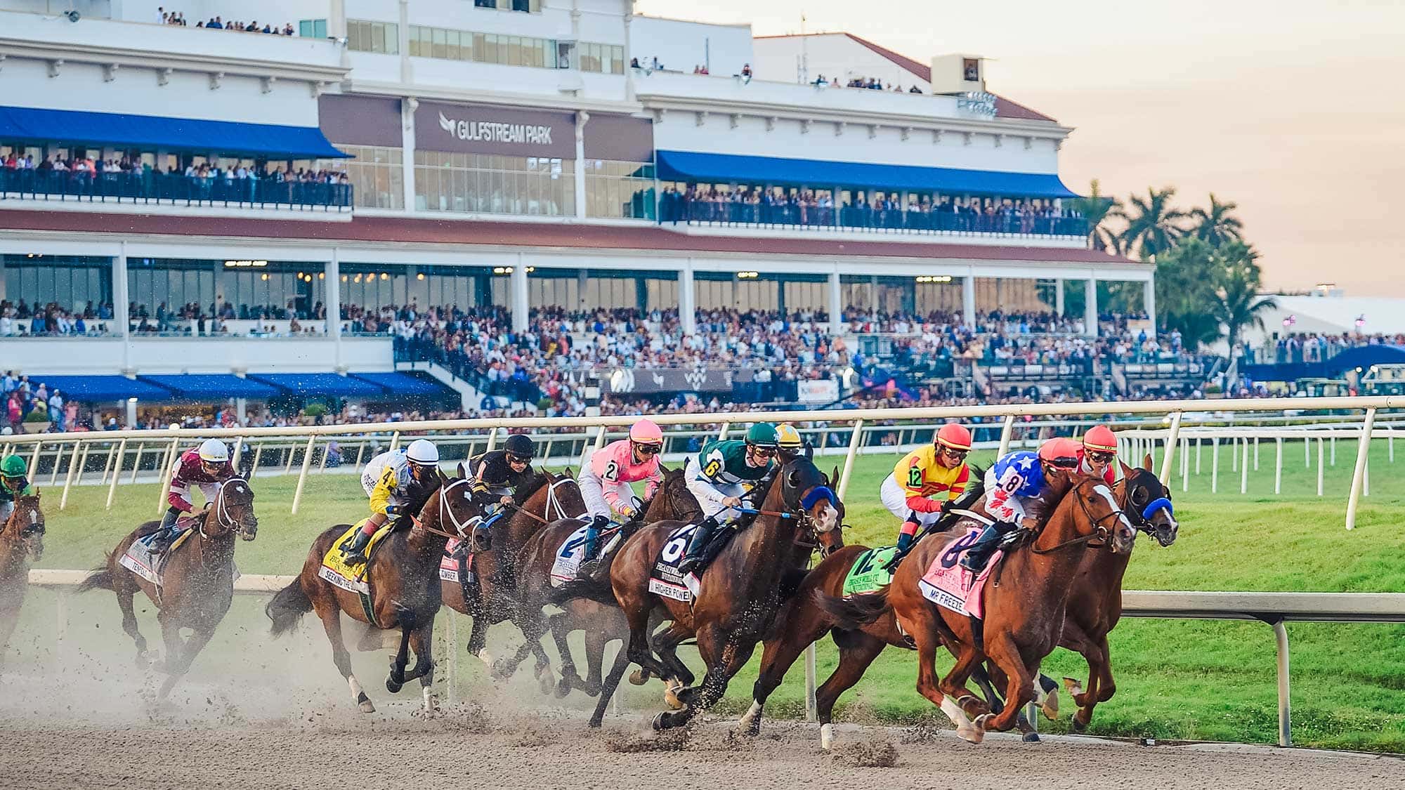 Mucho-Gusto-the-Pegasus-