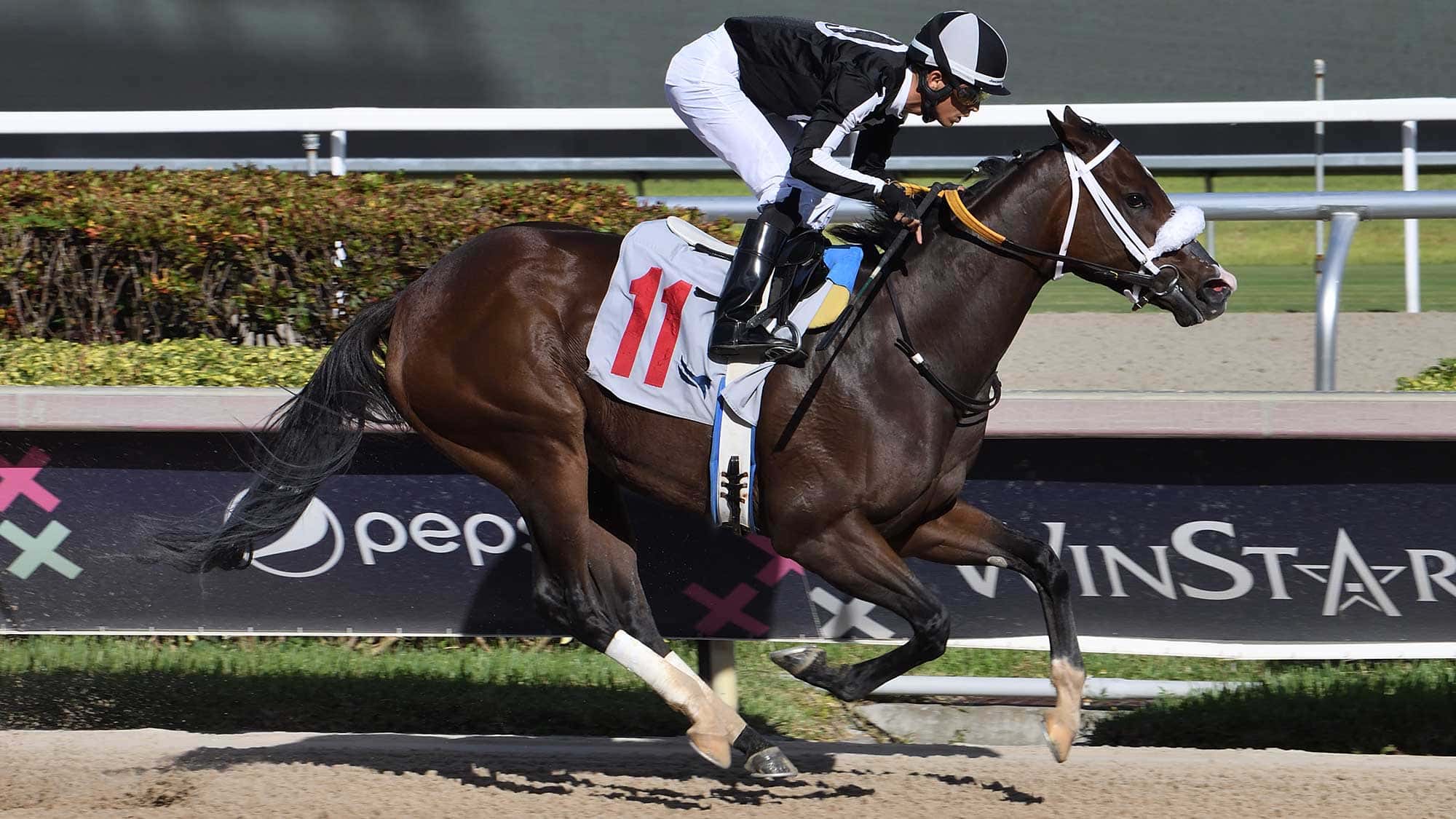 R-Harper-Rose-the-FSS-Susans-Girl