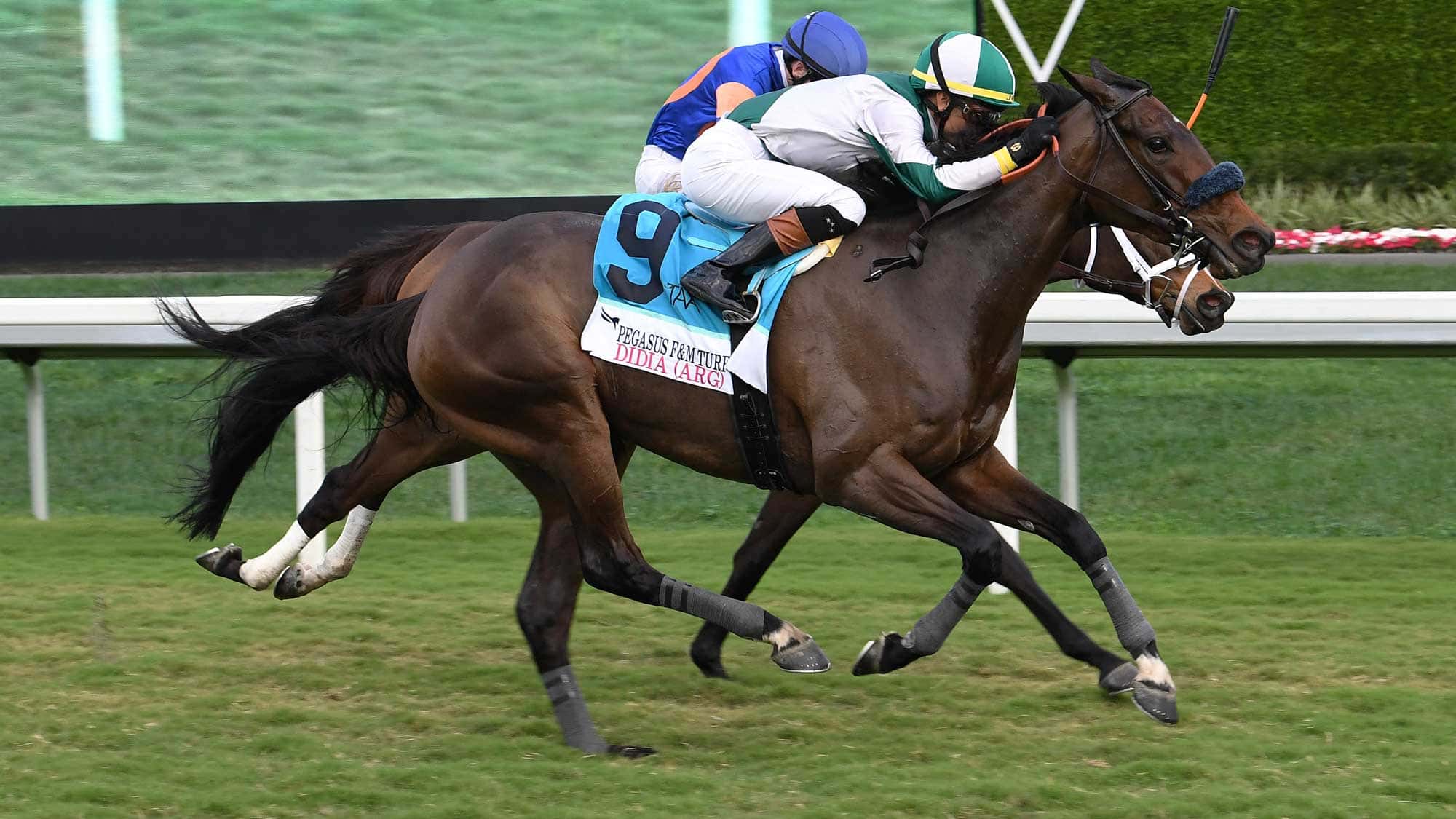 Didia-the-PWC-Filly-Mare-Turf