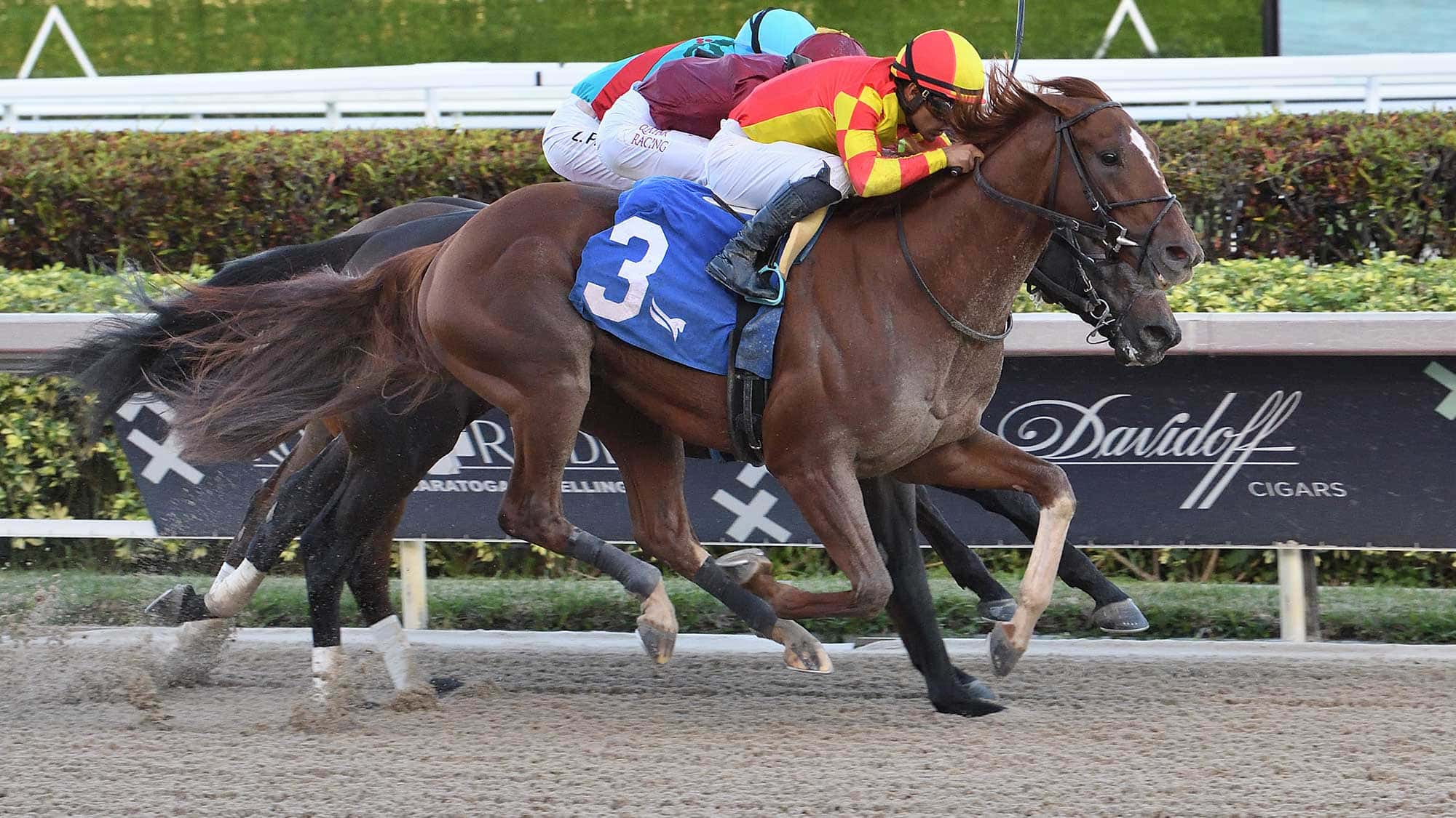 Otello-the-Mucho-Macho-Man-2