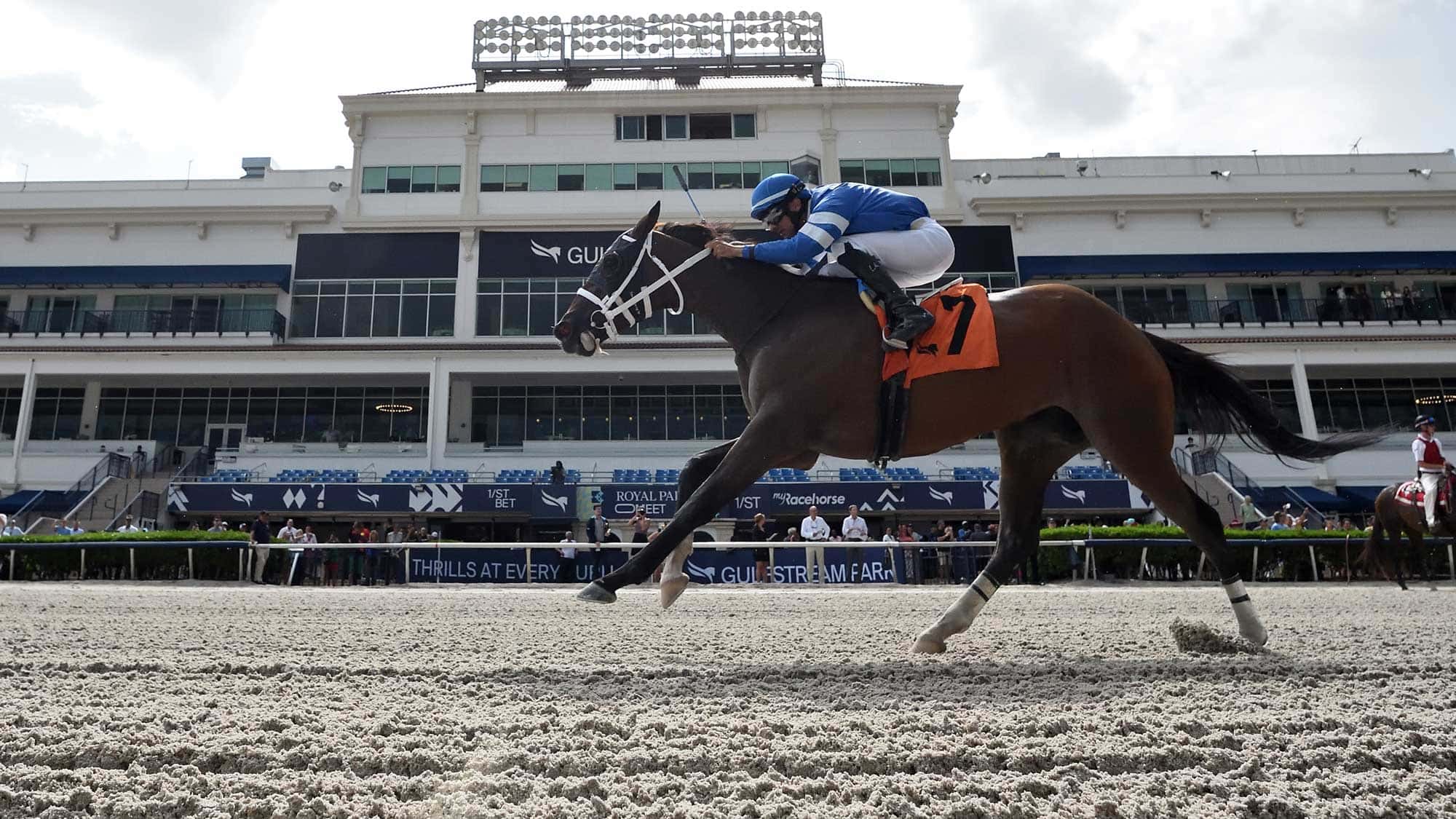 Charlies-Wish-the-Azalea3