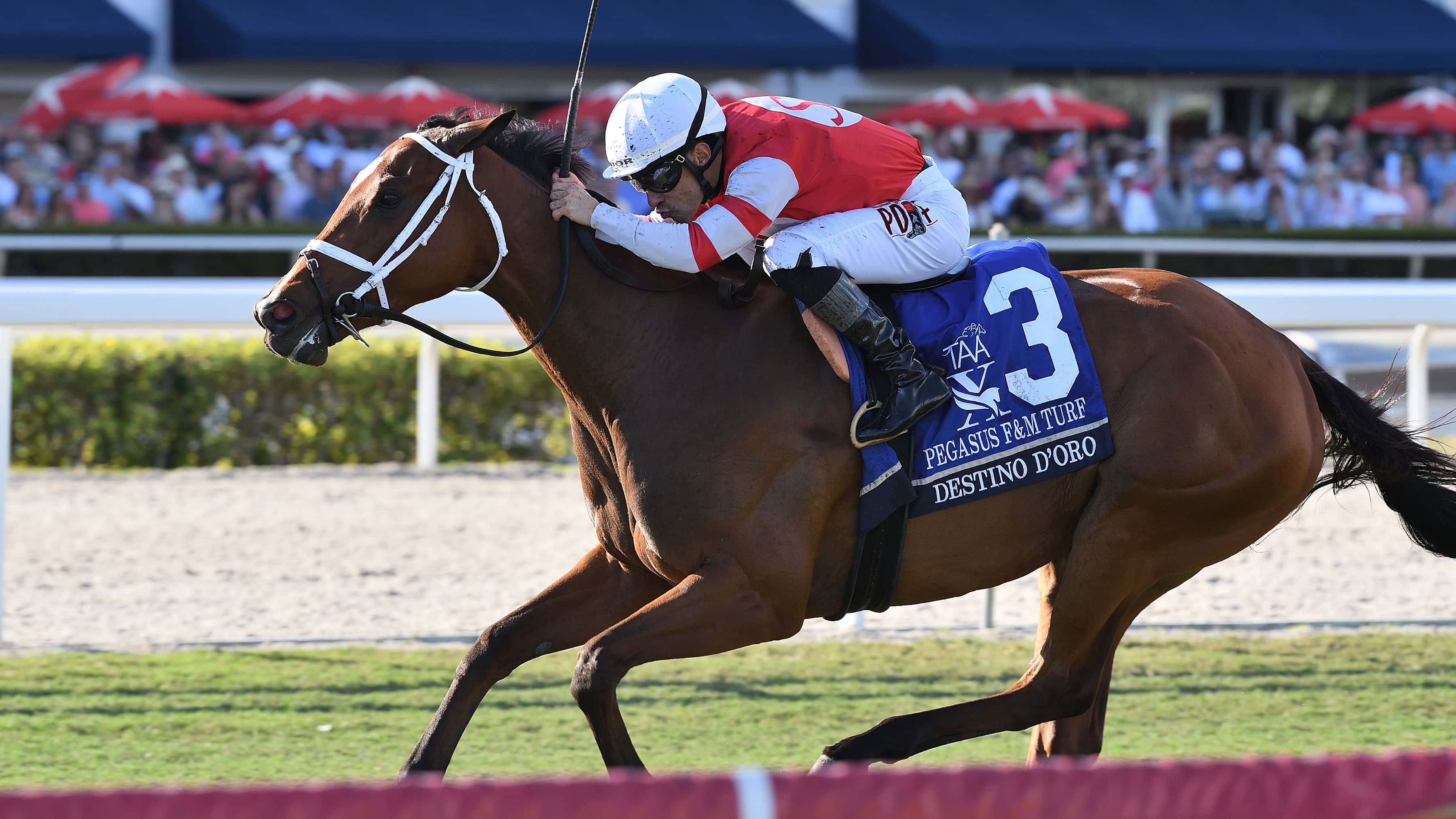 Destino d’Oro Surges Late to Win Pegasus World Cup Filly and Mare Turf Invitational (G2)