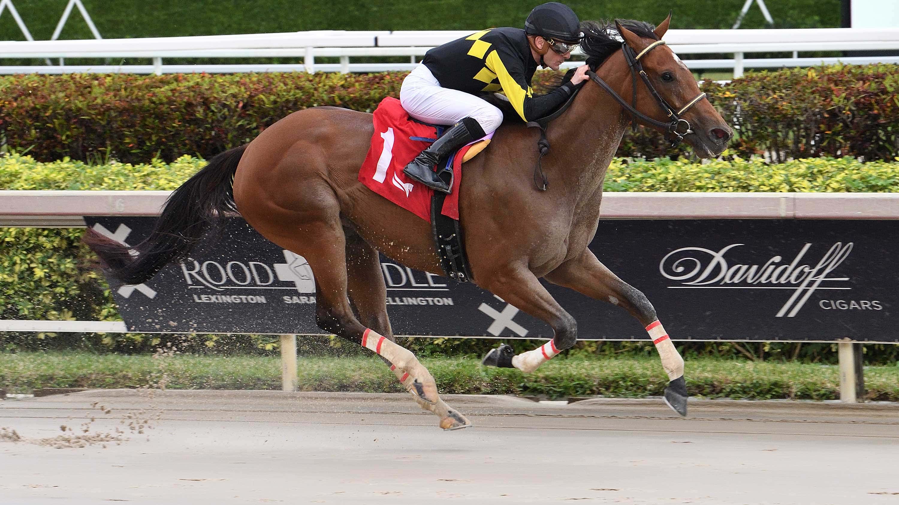 Into Champagne Returns ‘Stronger’ for G3 Hurricane Bertie