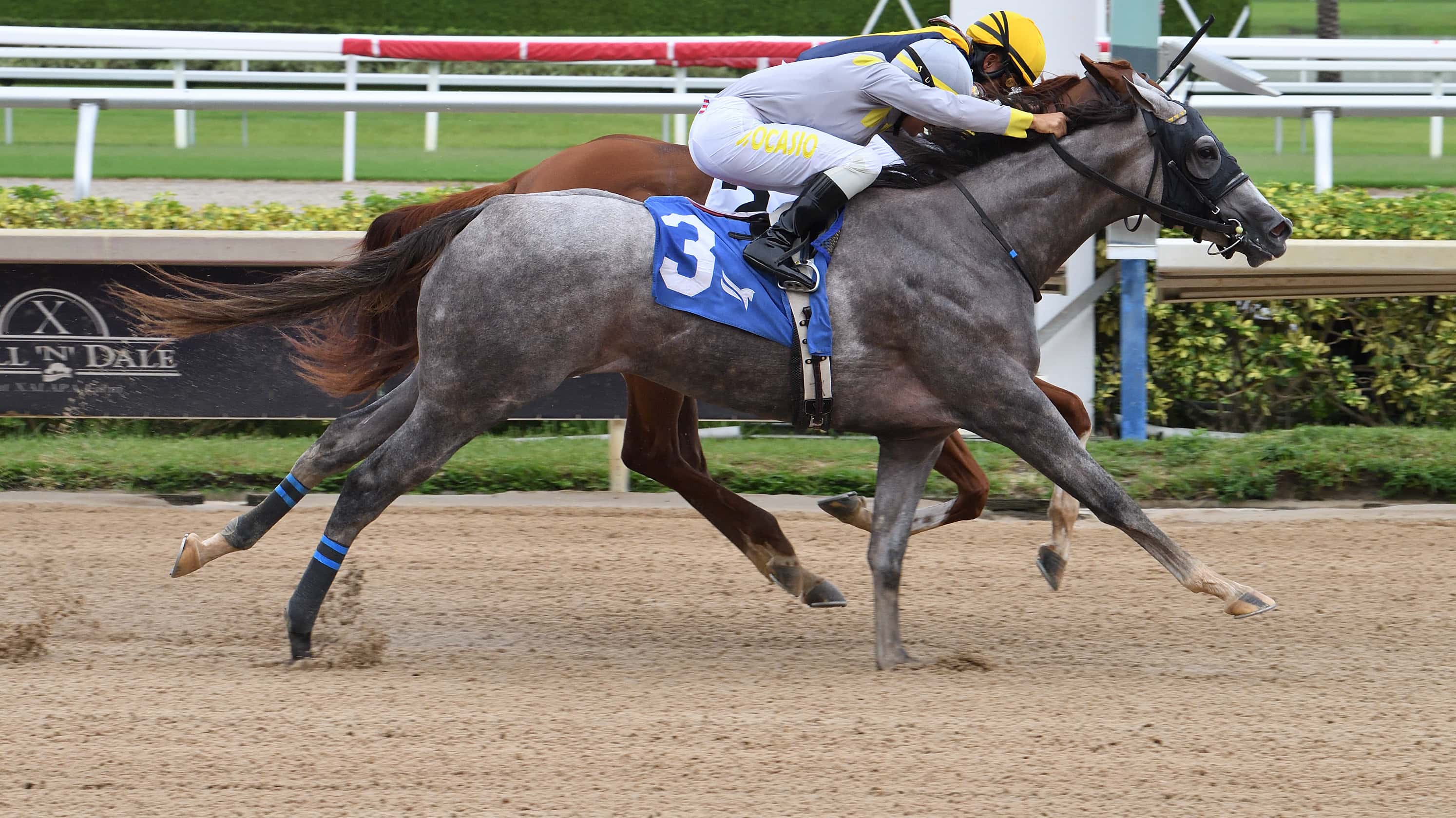 Lennilu-the-FSS-Desert-Vixen