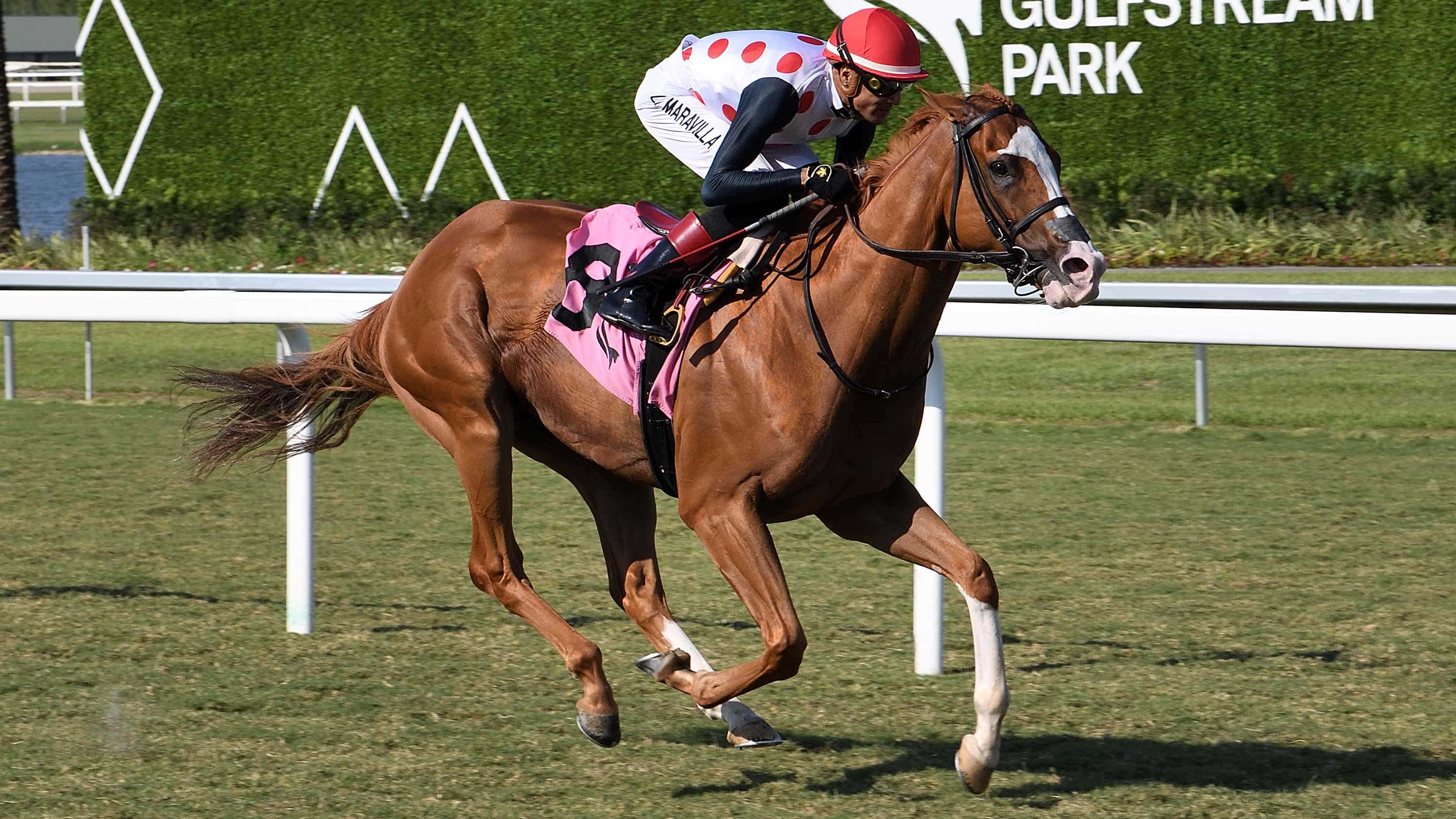 Win-for-the-Money-the-Mr-Steele-g2