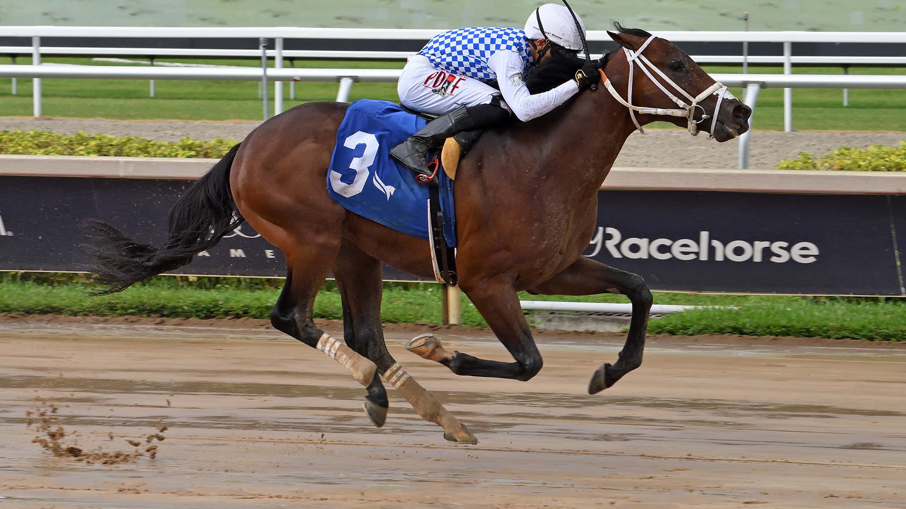 Mati Gol The Carry Back