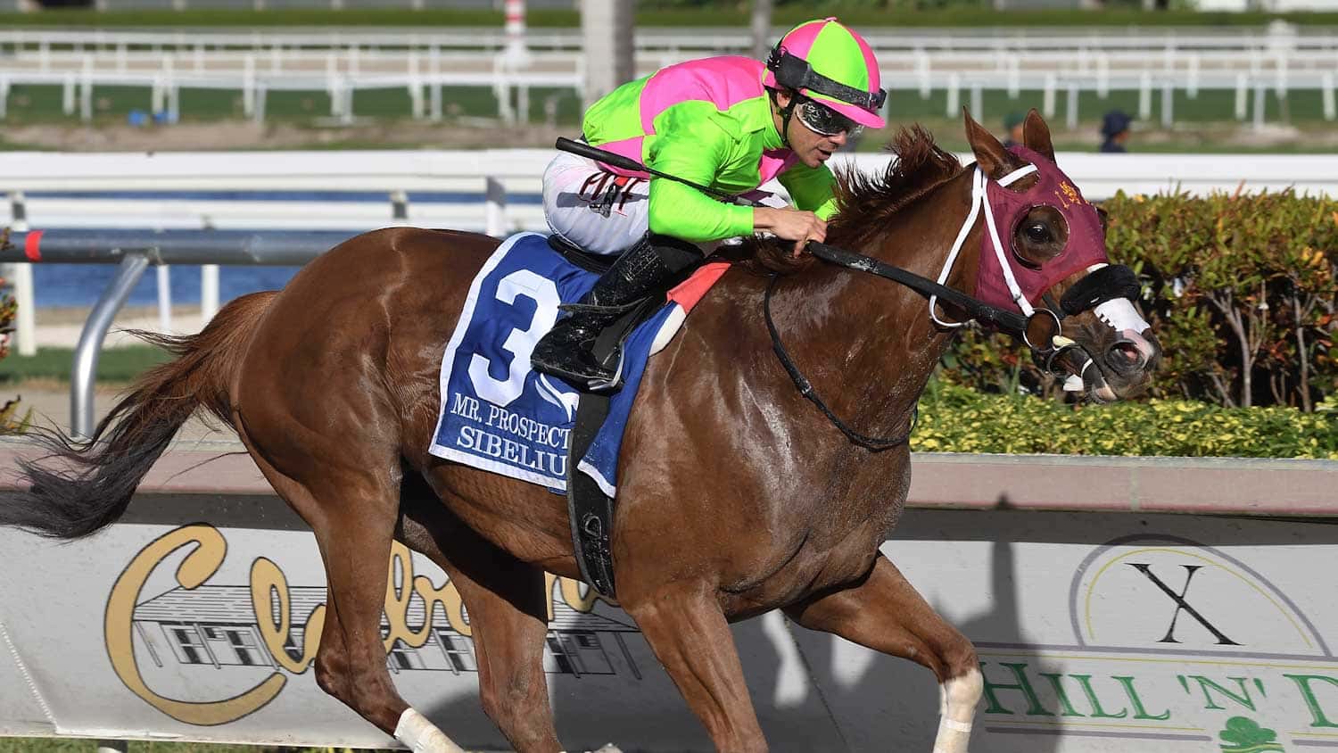 Sibelius the Mr Prospector