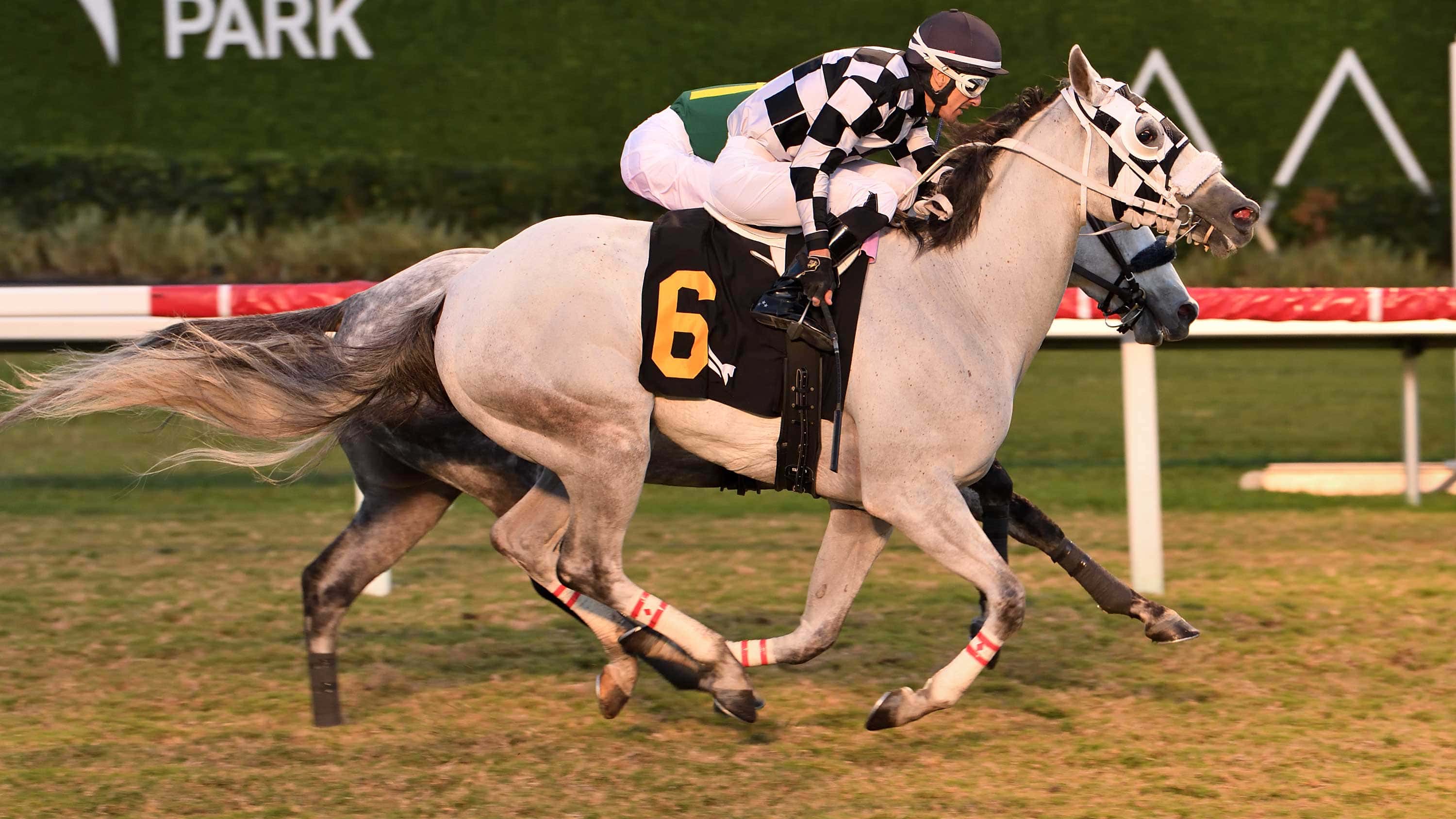 Lord-Eddard-Stark-the-H-Allen-Jerkens