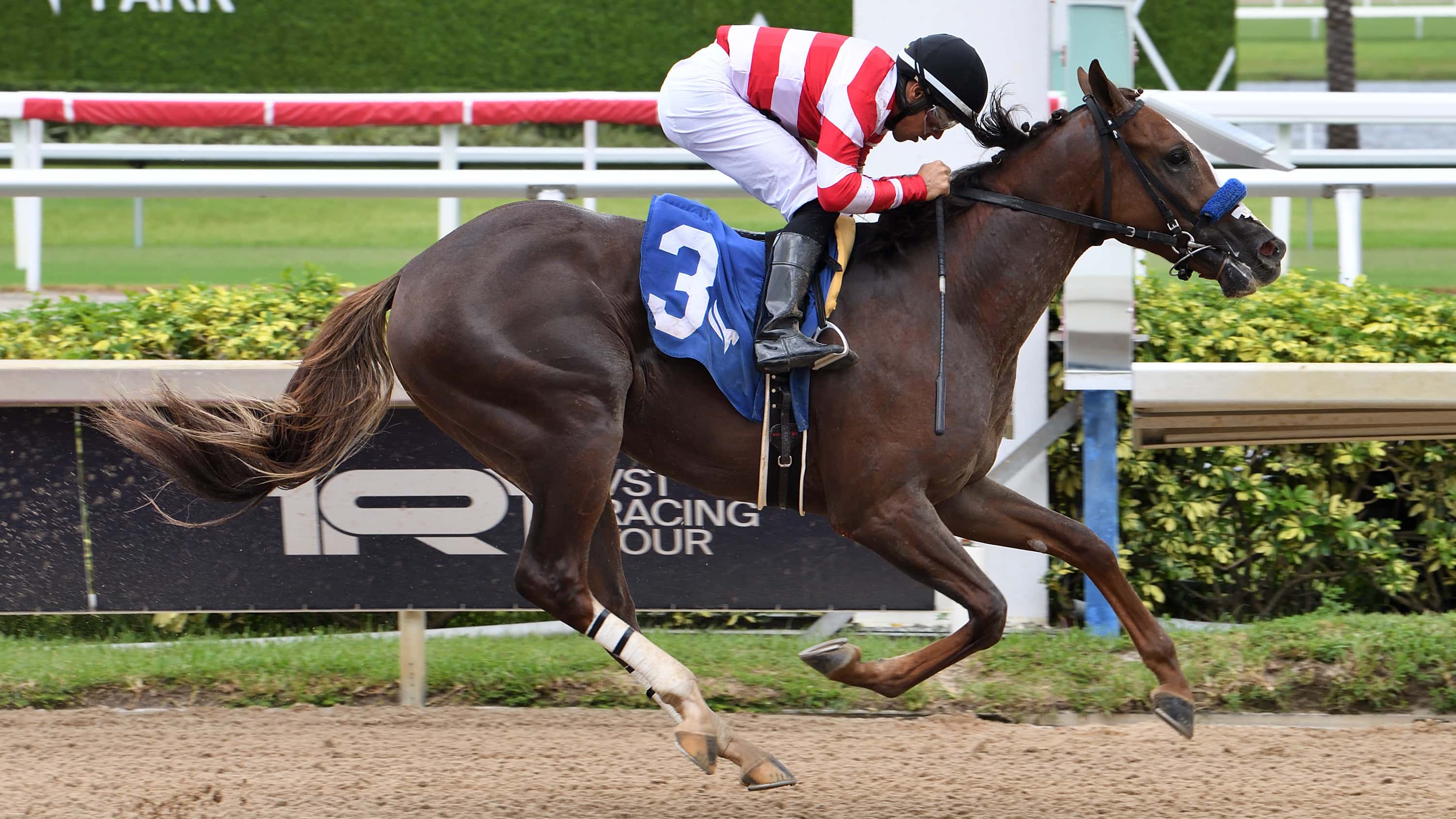 Waynes Law the Aventura