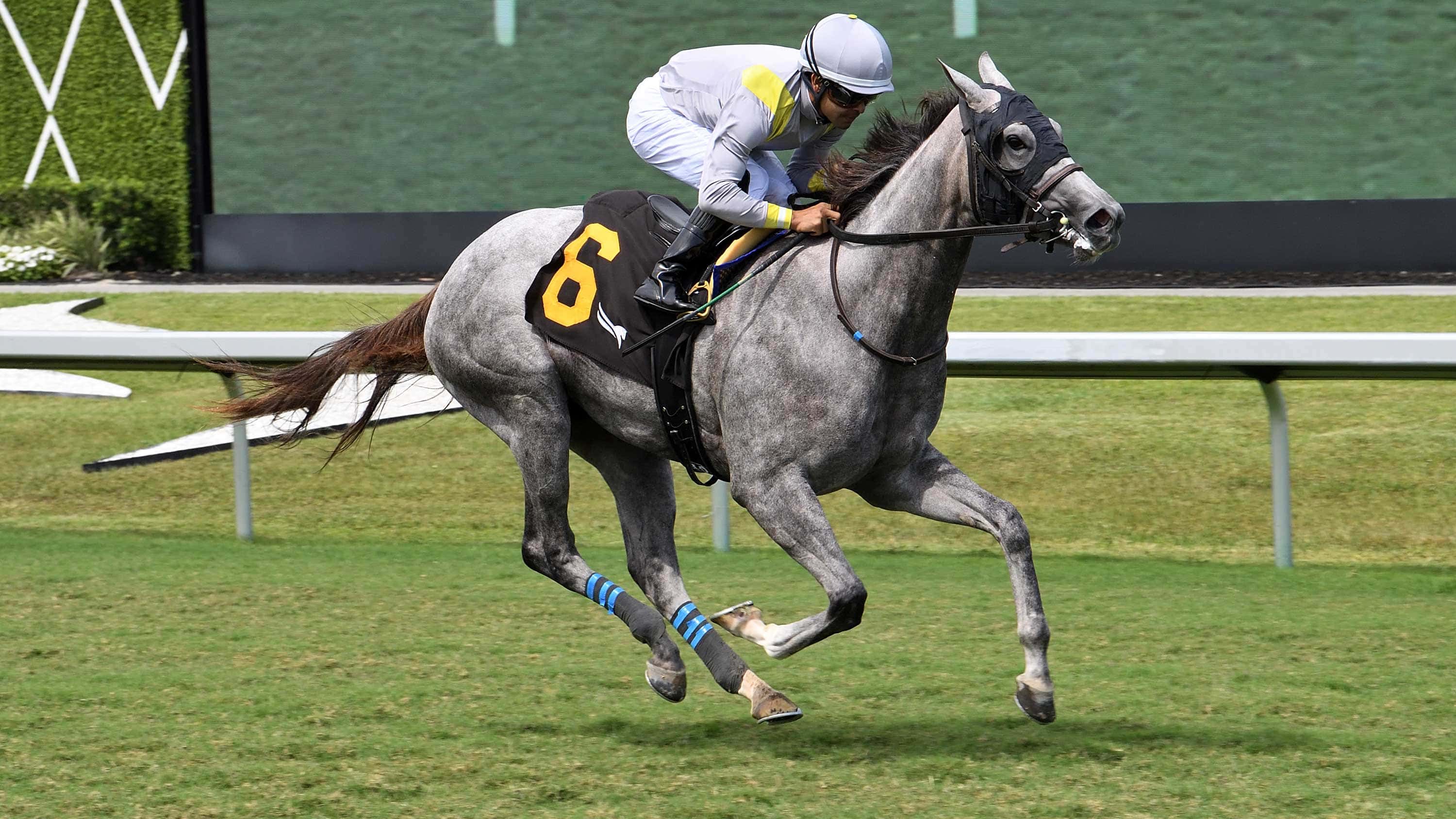 Lennilu-the-Royal-Palm-Fillies-0