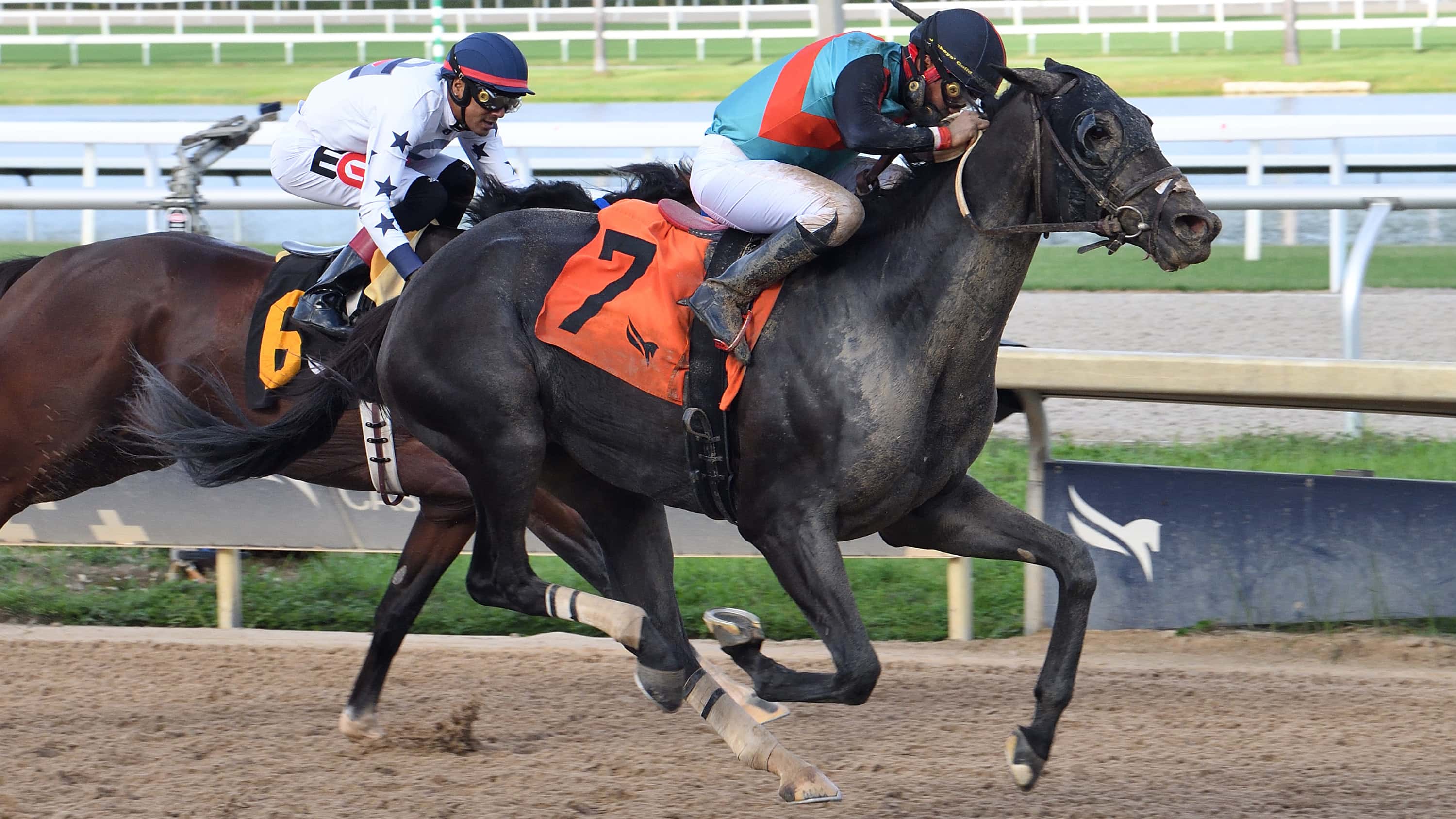 Lightning-Tones-the-Black-Diamond-Cat