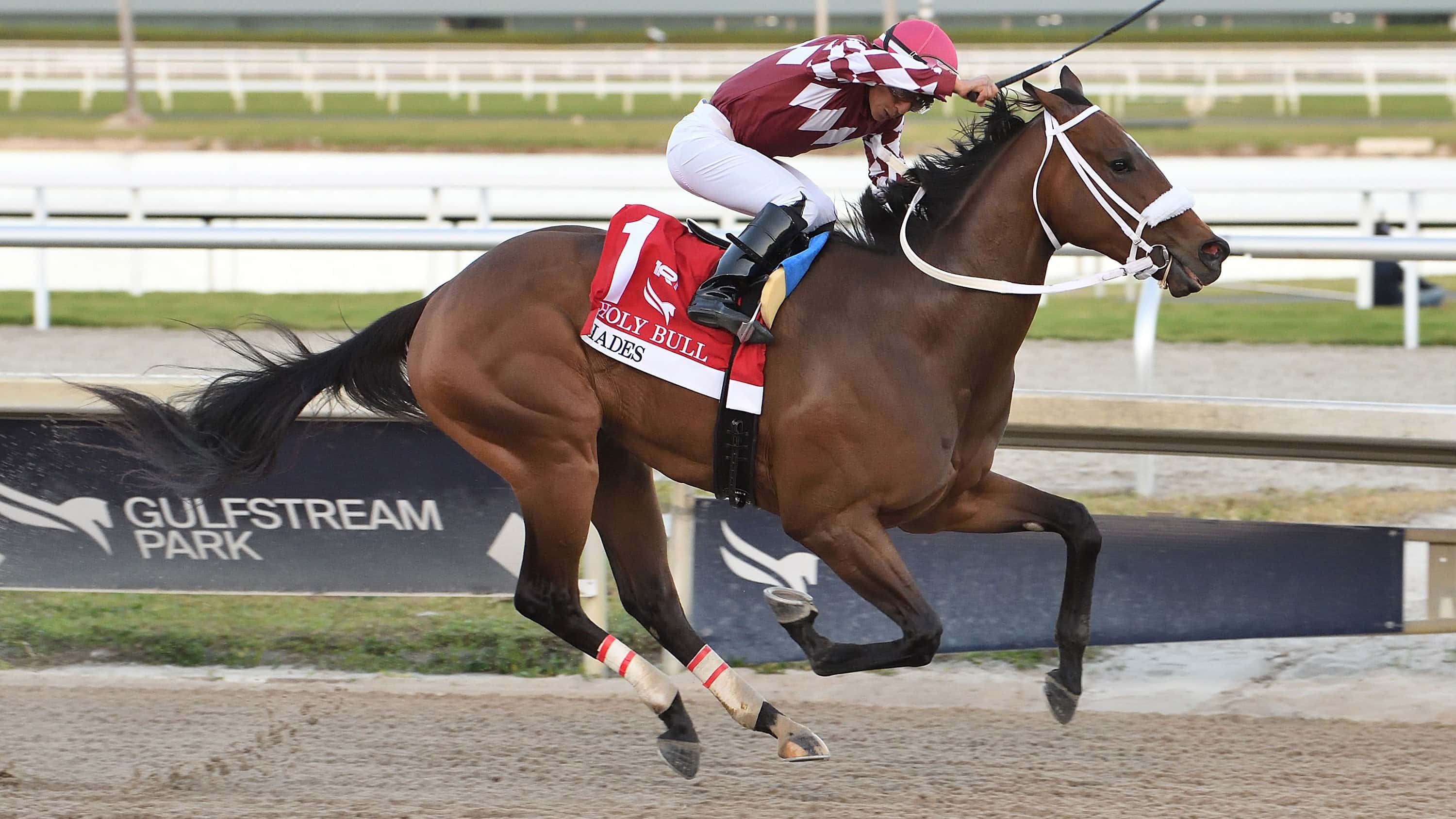 Hades-the-Holy-Bull-4