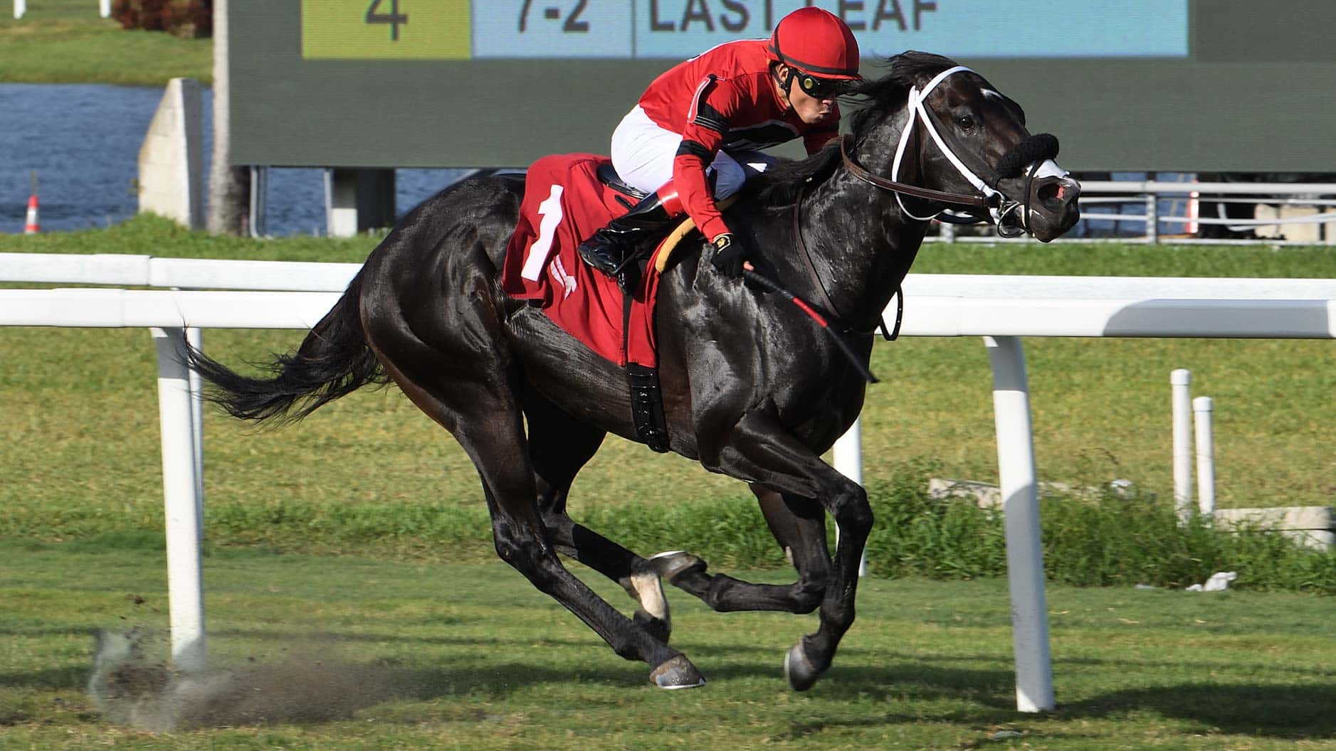 Classicstateofmind-the-Roar