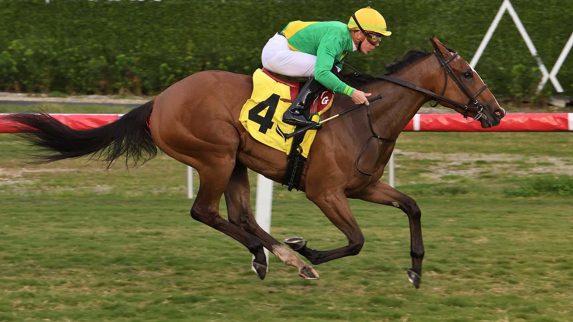 Ozara-the-Ginger-Brew