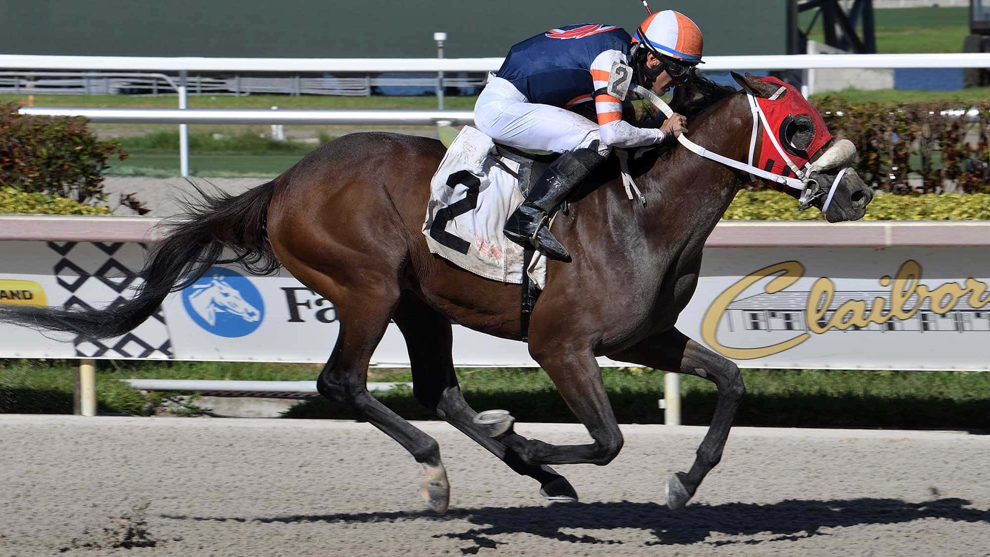 Steal-Sunshine-the-Carry-Back