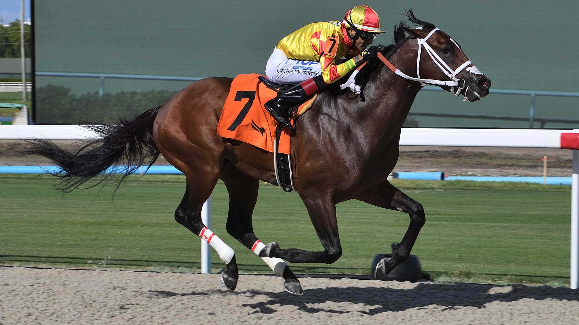 Grand-David-the-Bears-Den2