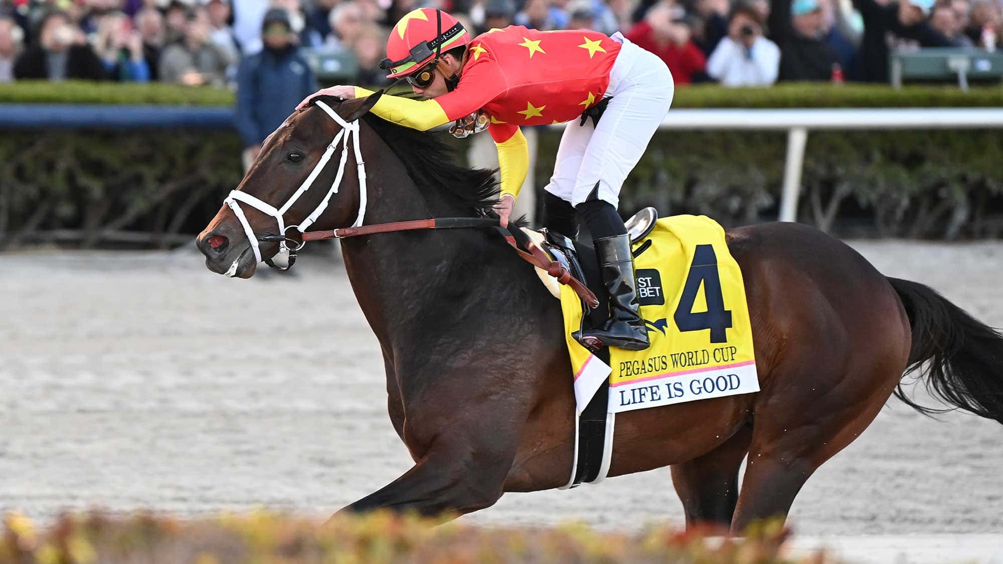 Life-is-Good-the-Pegasus-1