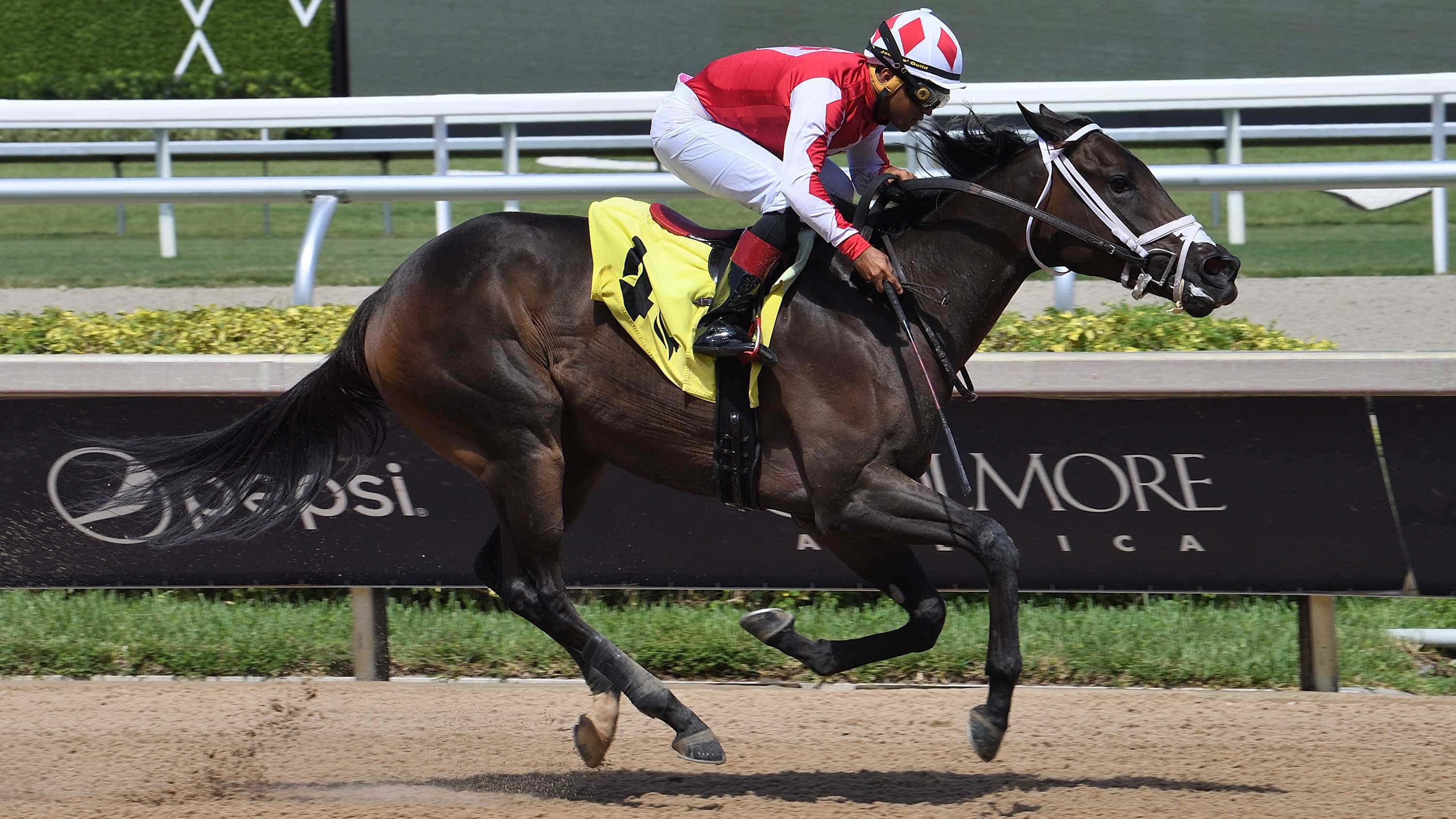 Win-N-Your-In-the-Sharp-Susan