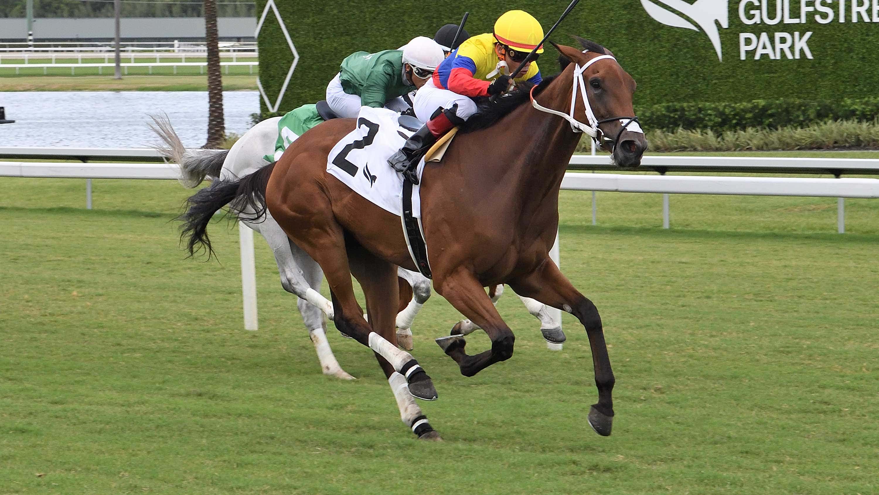 Majestic-Venezuela-the-Miss-Gracie