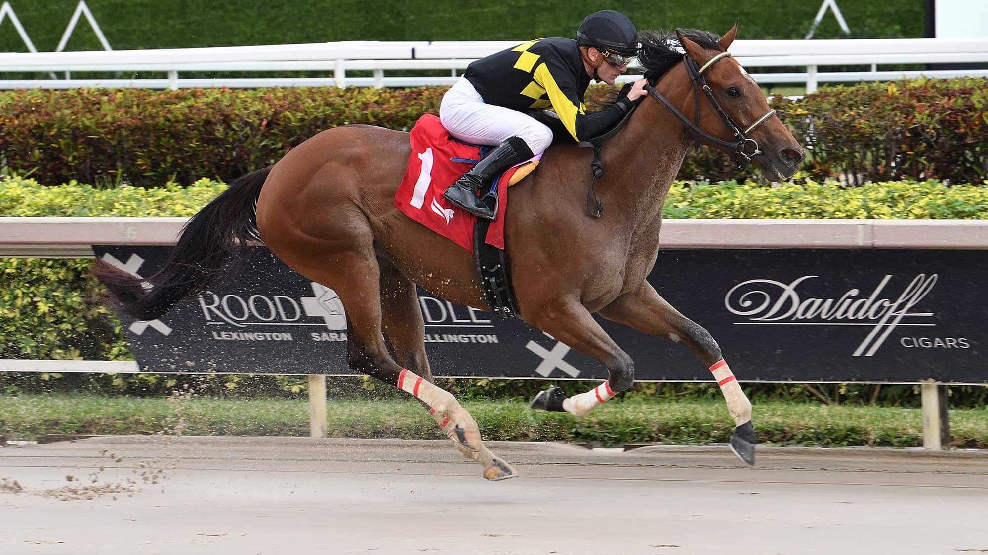 Into-Champagne-the-Glitter-Woman