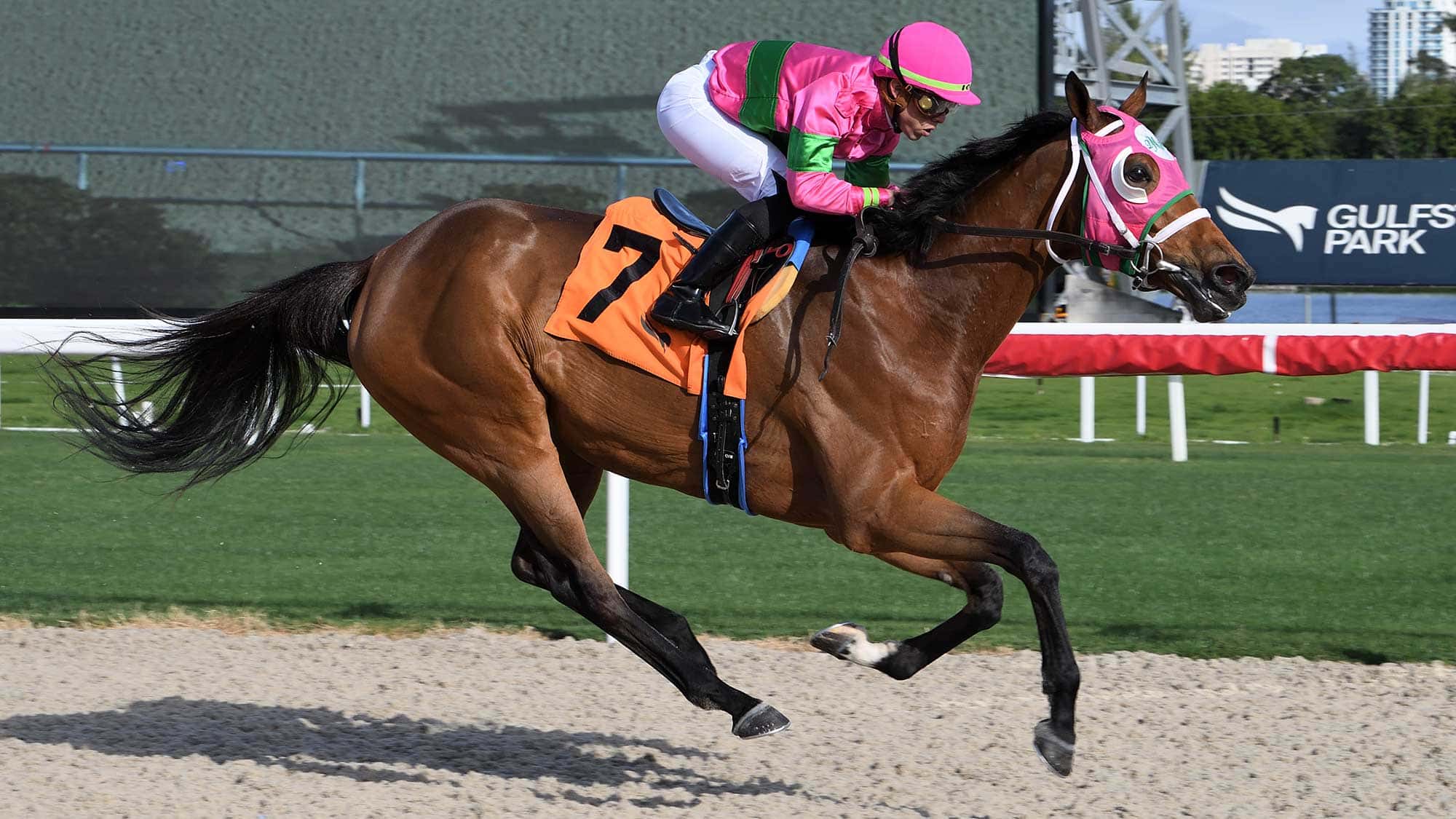 Viburnum-the-Via-Borghes