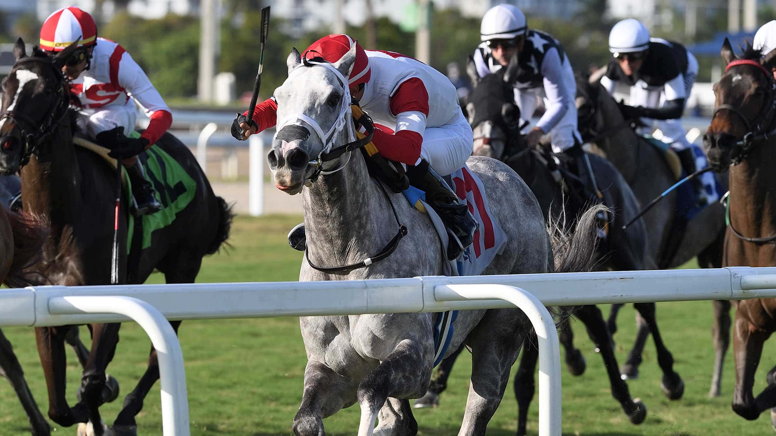Be-My-Sunshine-the-Tropical-Park-Oaks