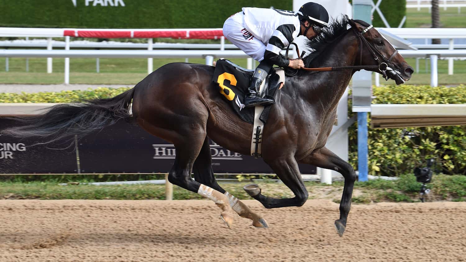 Mott Unveils Pair of Sharp 3YO Debut Winners