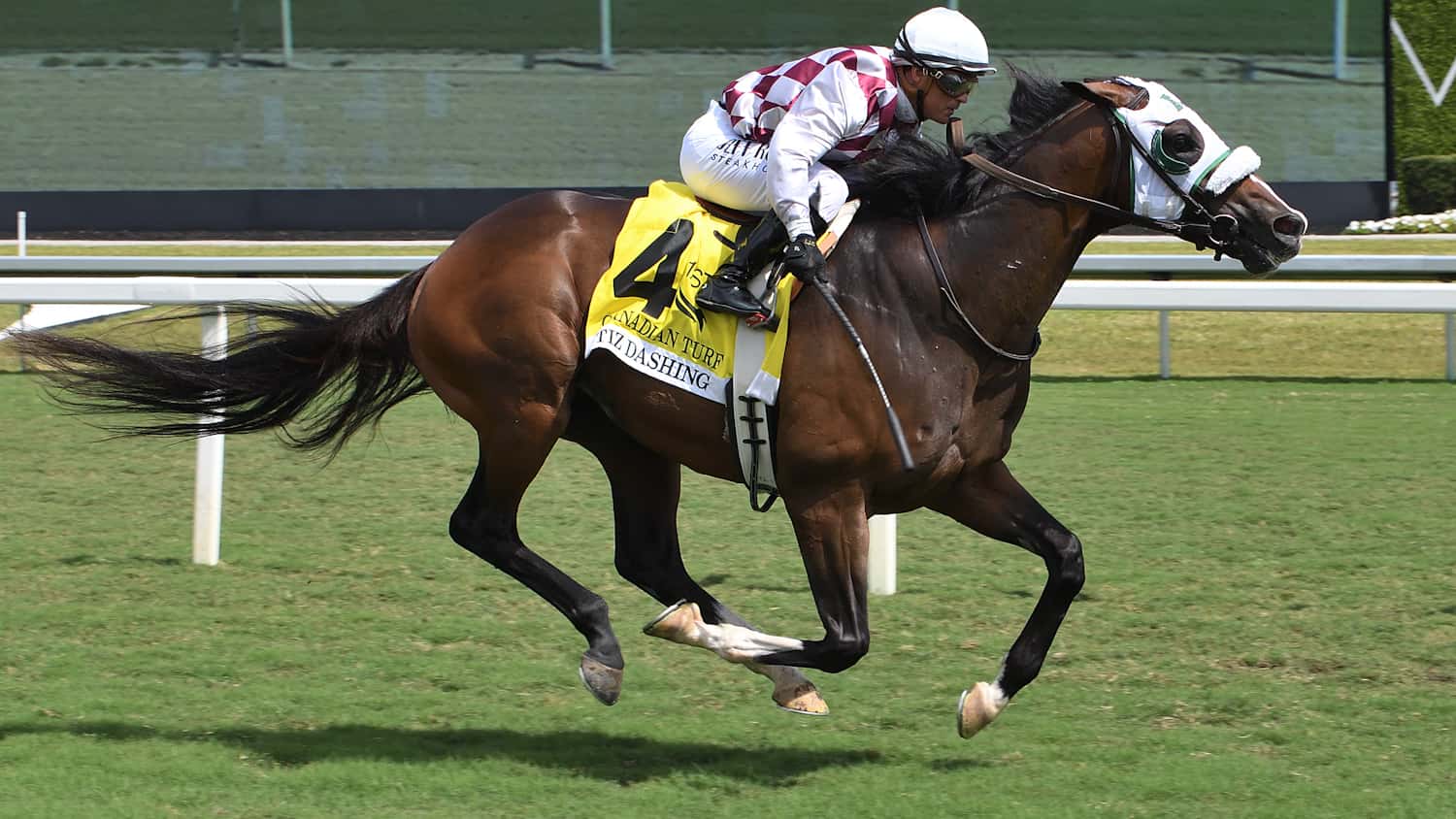 Tiz-Dashing-the-Canadian-Turf
