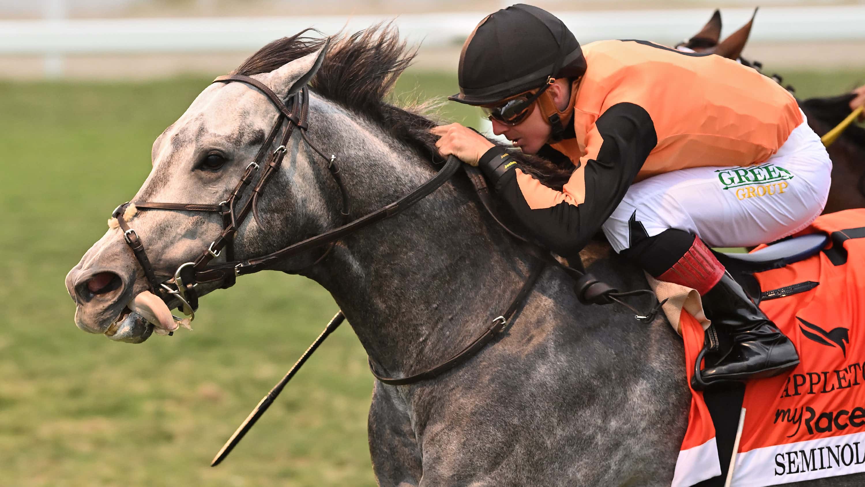 Versatile Seminole Chief Favored for Sunshine Turf