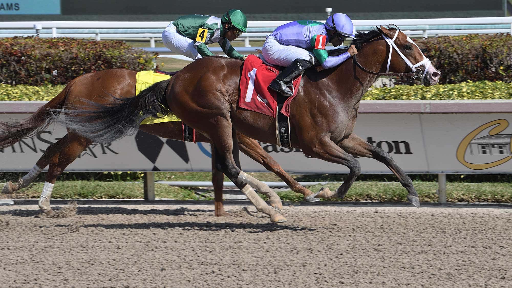 My-Prankster-the-Swale0