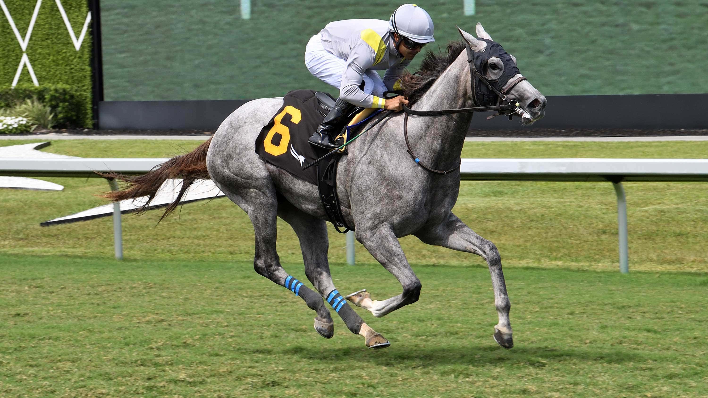 Lennilu-the-Royal-Palm-Fillies