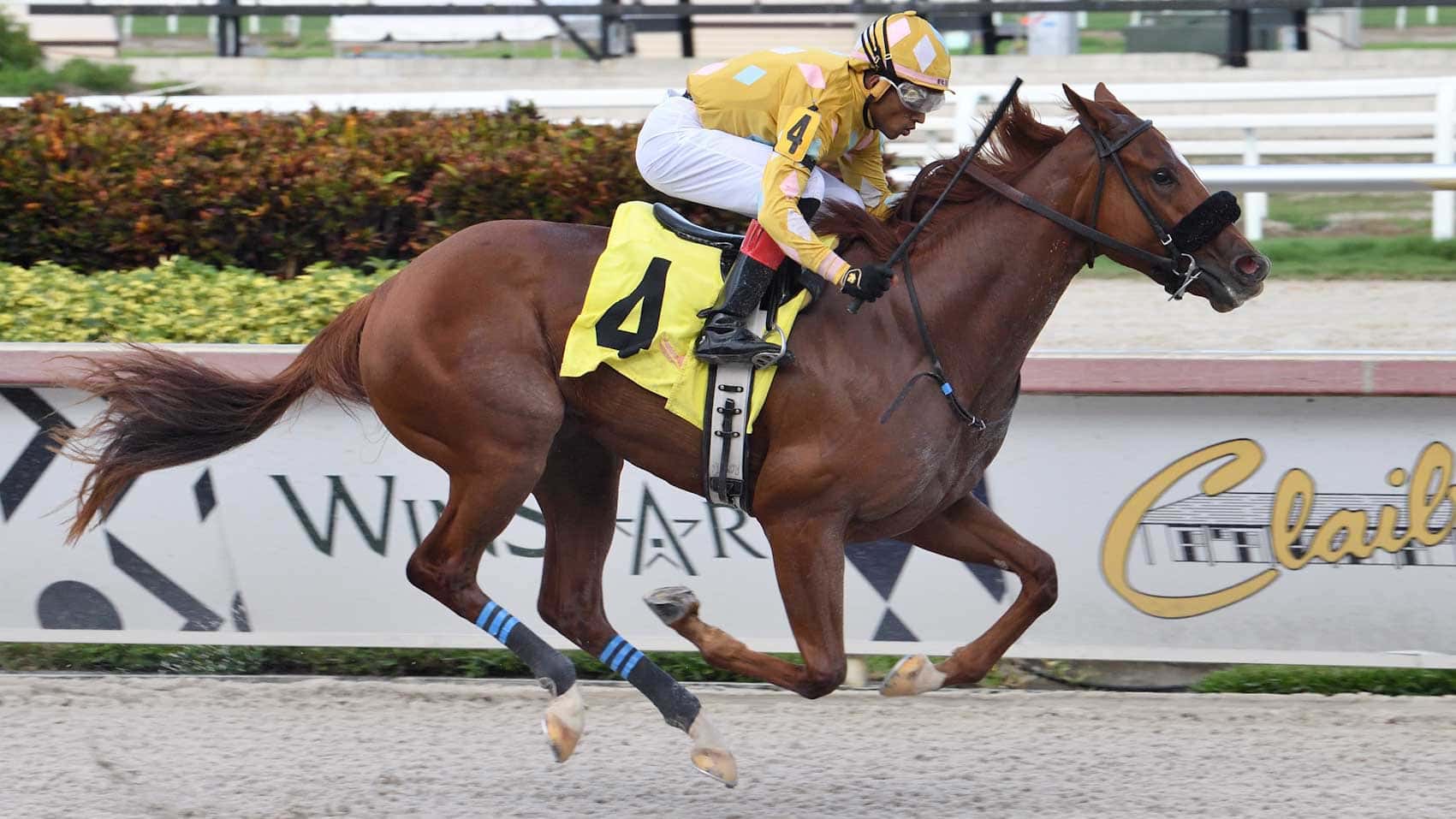 Diamond Wow the Our Dear Peggy