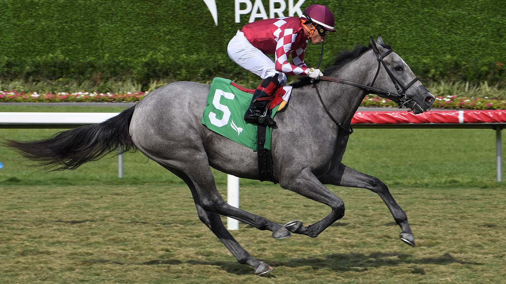 Bullet-the-Royal-Palm-Juv-Fillies