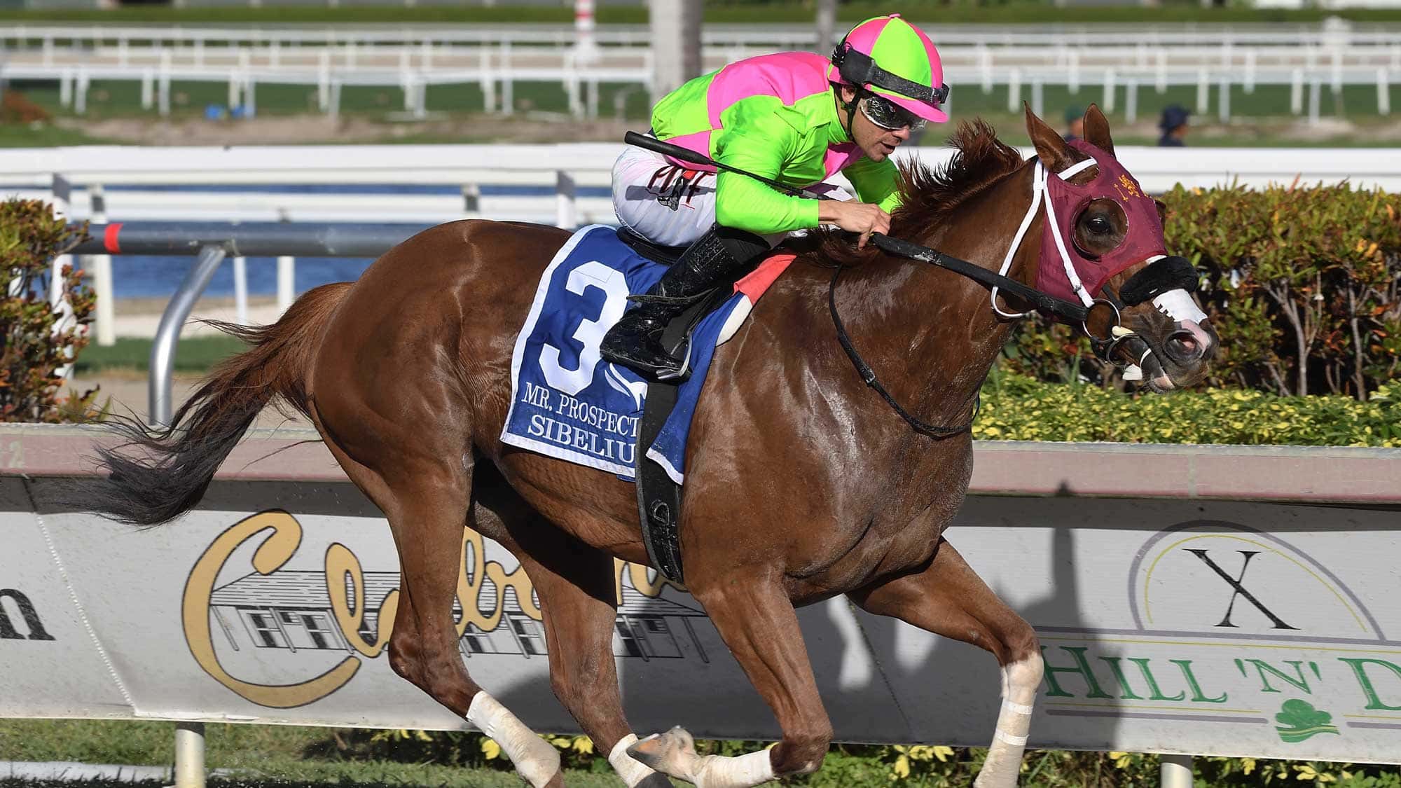 Sibelius-the-Mr-Prospector1