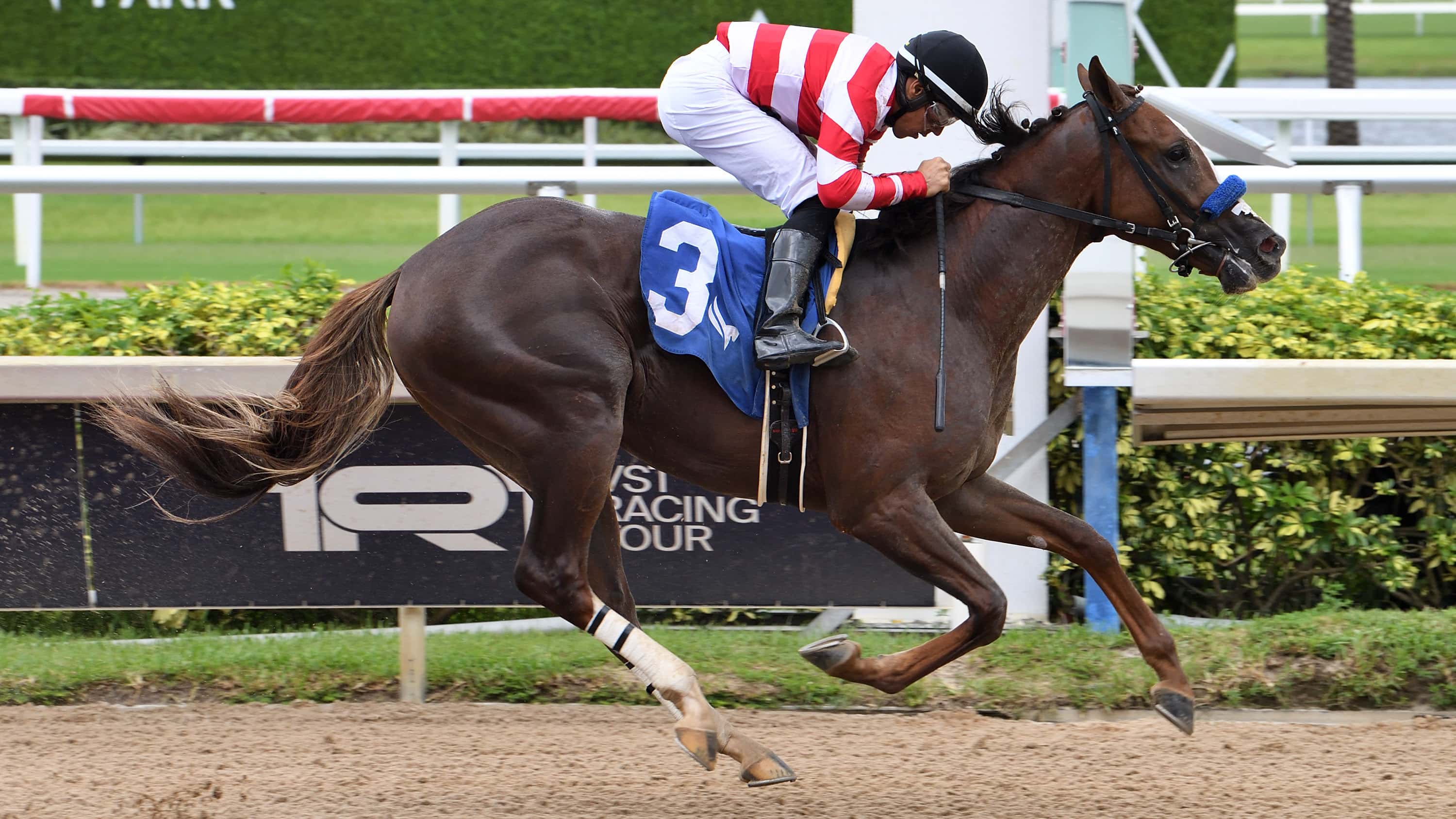 Waynes Law the Aventura