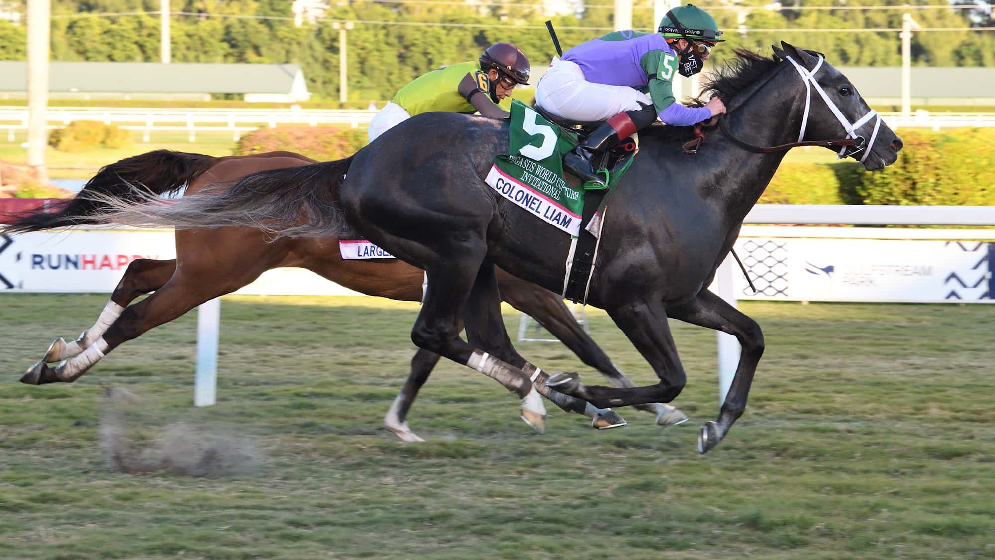 Colonel Liam the Pegasus Turf