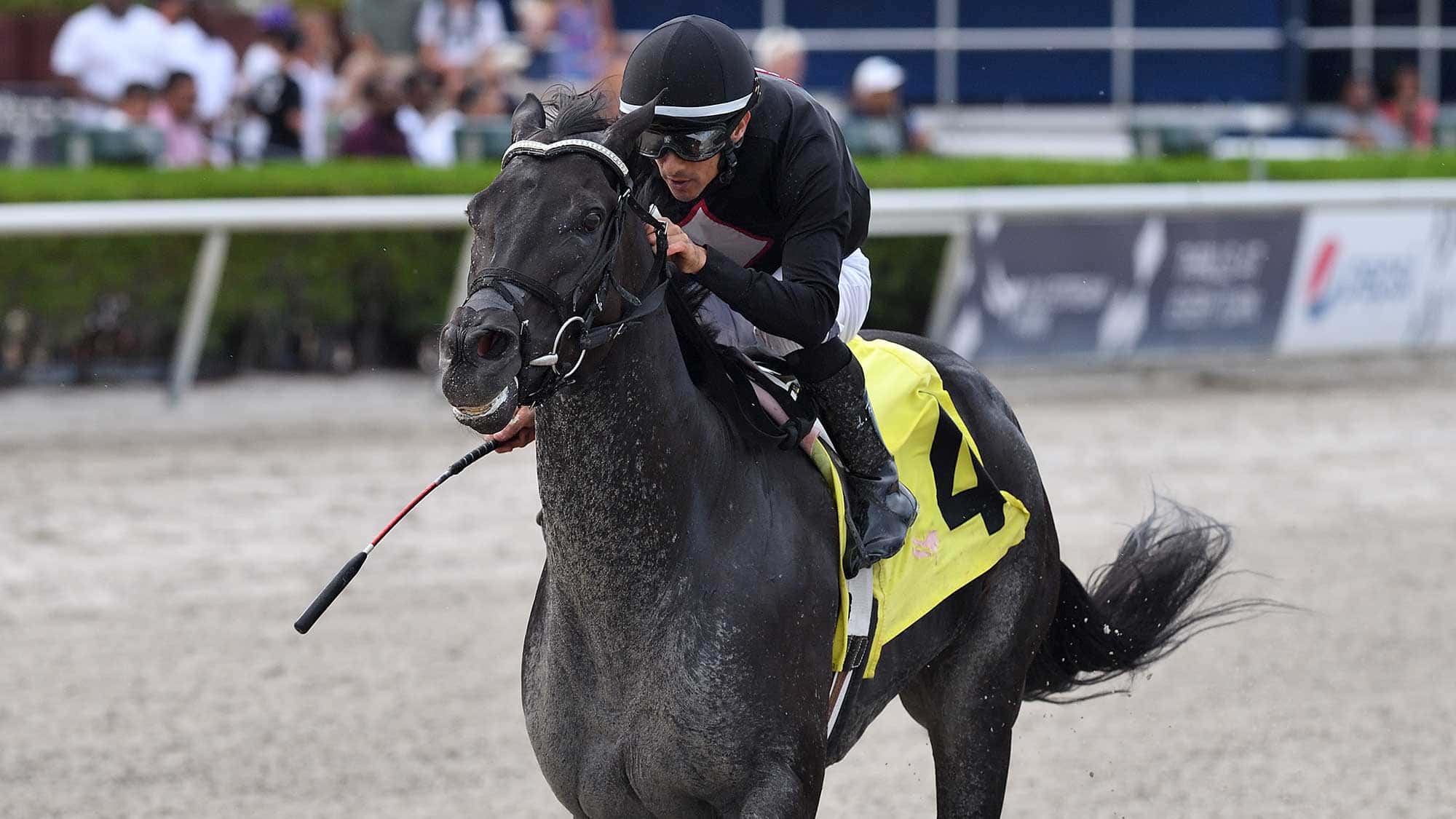 Pudding-the-Benny-the-Bull