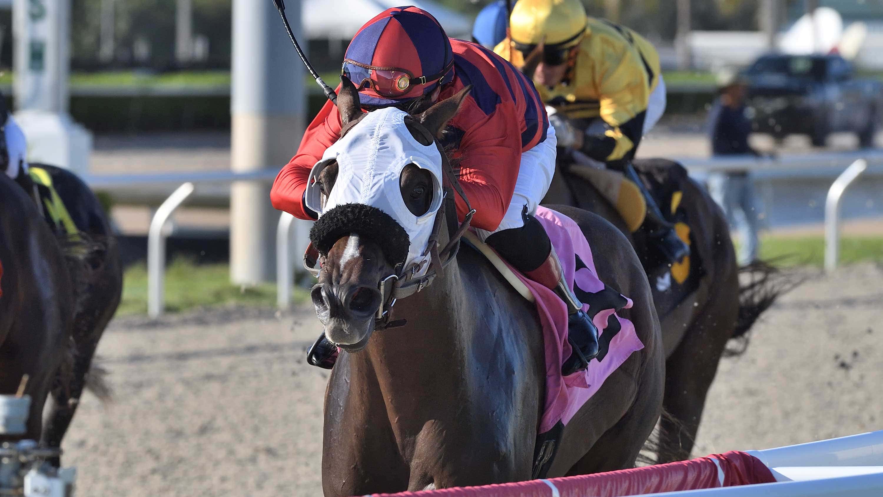 Most-Handsome-the-Hollywood-Beach