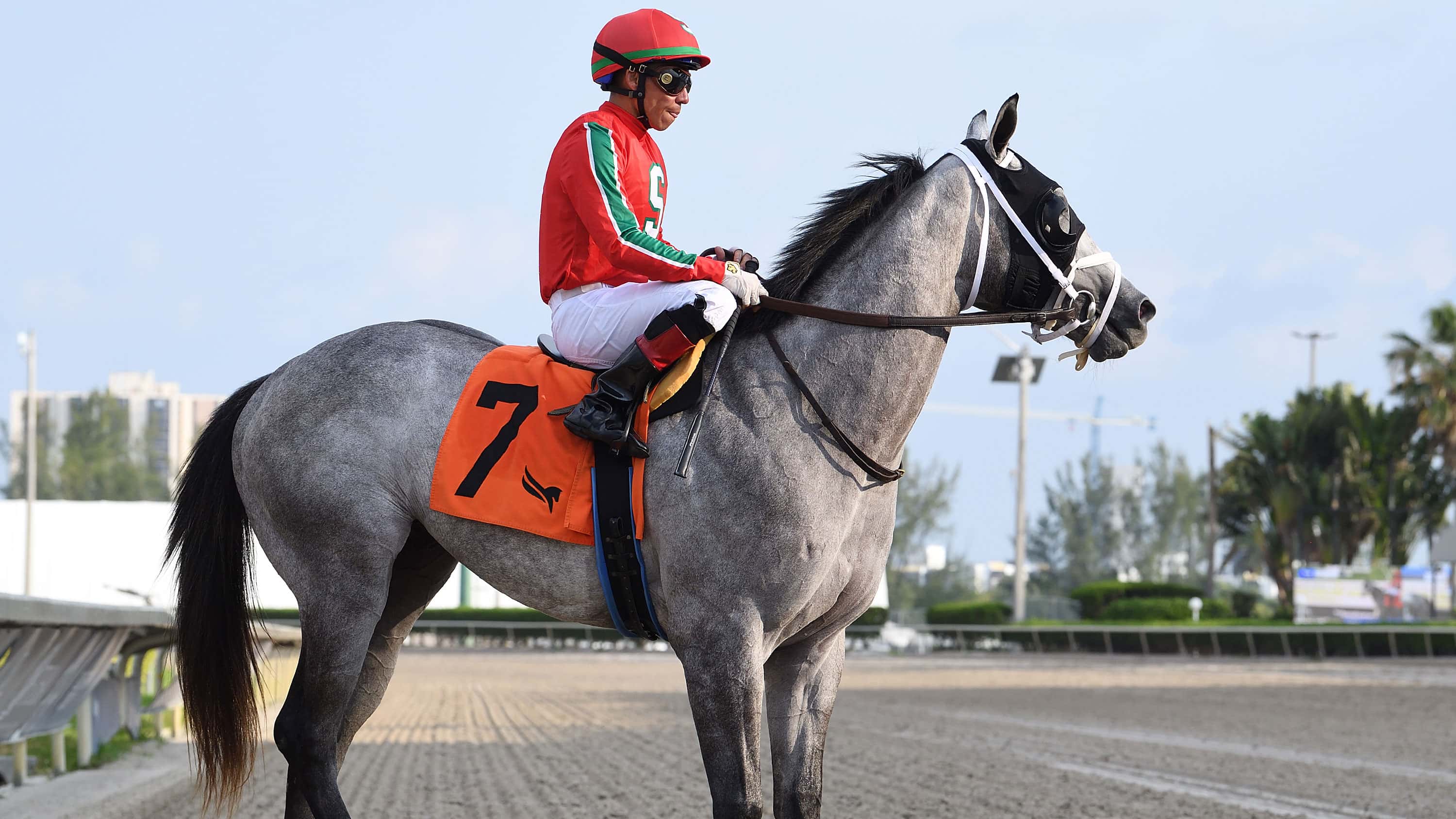 Gabaldon-the-Royal-Palm-Juvenile-0