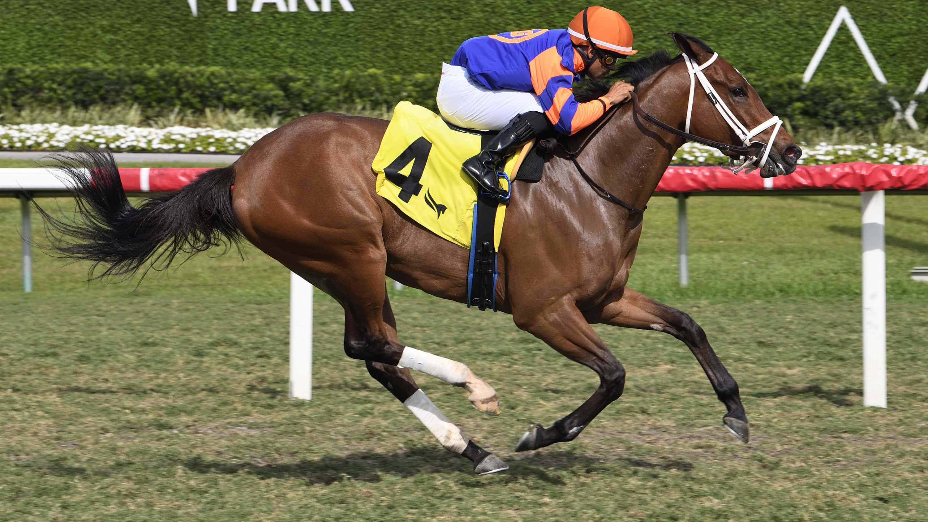 Cloe-the-Melody-of-Colors-