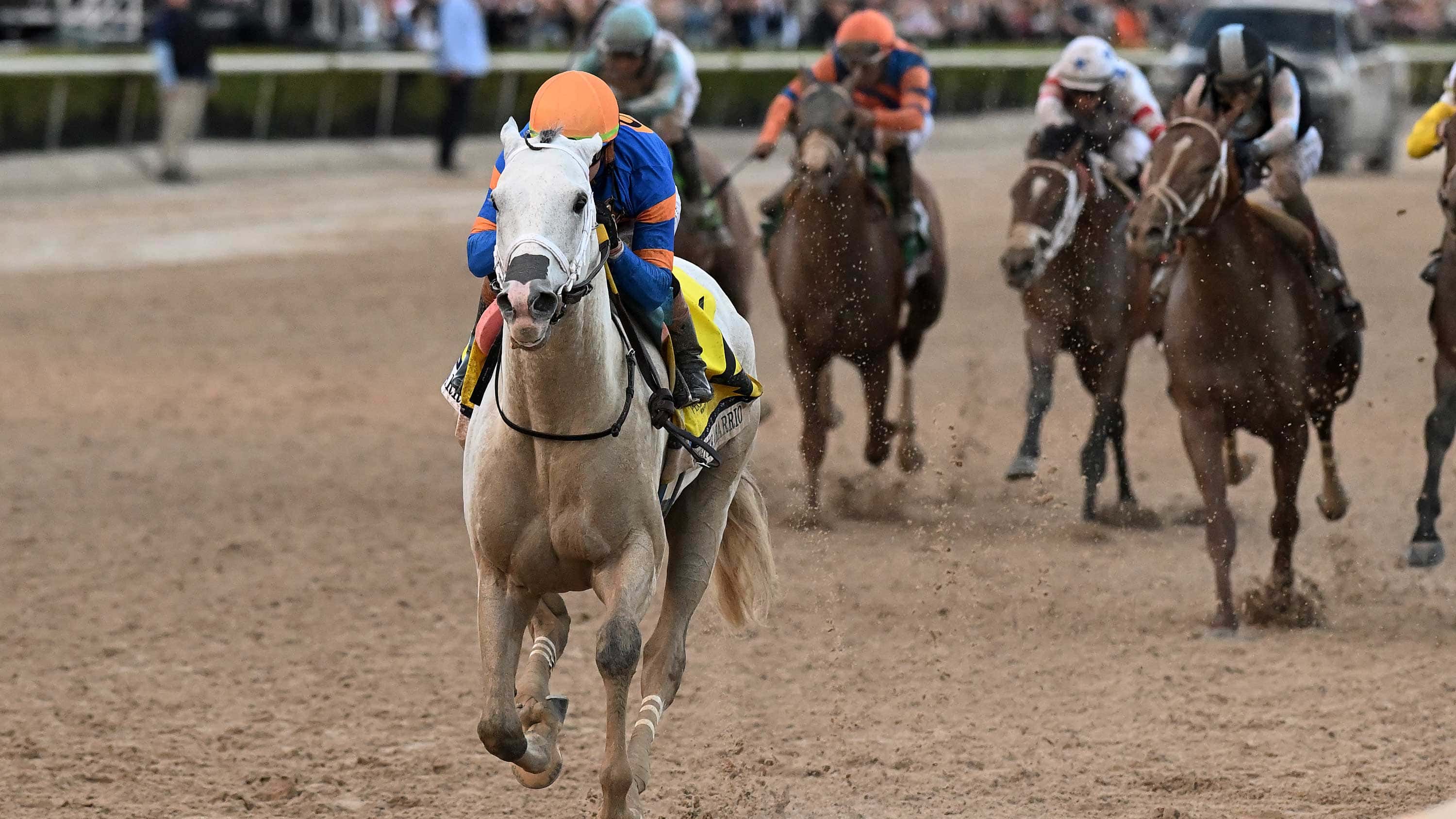 White-Abarrio-the-Pegasus-3